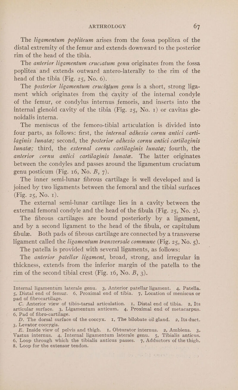 The ligamentum popliteum arises from the fossa poplitea of the distal extremity of the femur and extends downward to the posterior rim of the head of the tibia. | The anterior ligamentum cruciatum genu originates from the fossa poplitea and extends outward antero-laterally to we rim of the head of the tibia (Fig. 25, No. 6). The posterior ligamentum cruciatum genu is a short, strong liga- ment which originates from the cavity of the internal condyle of the femur, or condylus internus femoris, and inserts into the internal glenoid cavity of the tibia (Fig. 25, No. 1) or cavitas gle- noidalis interna. The meniscus of the femoro-tibial articulation is divided into four parts, as follows: first, the internal adhesio cornu antici carti- laginis lunate; second, the posterior adhesio cornu antici carlilaginis lunate; third, the external cornu cartilaginis lunate; fourth, the anterior cornu antict cartilaginis lunate. The latter originates between the condyles and passes around the ligamentum cruciatum genu posticum (Fig. 16, No. B, 7). The inner semi-lunar fibrous cartilage is well developed and is joined by two ligaments between the femoral and the tibial surfaces (Fieo2s5, No.) The external semi-lunar cartilage lies in a cavity between the external femoral condyle and the head of the fibula (Fig. 25, No. 2). The fibrous cartilages are bound posteriorly by a ligament, and by a second ligament to the head of the fibula, or capitulum fibula. Both pads of fibrous cartilage are connected by a transverse ligament called the ligamentum transversale commune (Fig. 25, No. 5). The patella is provided with several ligaments, as follows: The anterior patellar ligament, broad, strong, and irregular in thickness, extends from the inferior margin of the patella to the rim of the second tibial crest (Fig. 16, No. B, 3). Internal ligamentum laterale genu. 3, Anterior patellar ligament. 4, Patella. 5, Distal end of femur. 6, Proximal end of tibia. 7, Location of meniscus or pad of fibrocartilage. C. Anterior view of tibio-tarsal articulation. 1, Distal end of tibia. 2, Its articular surface. 3, Ligamentum anticum. 4, Proximal end of metacarpus. 6, Pad of fibro-cartilage. D. The dorsal surface of the coccyx. 1, The bilobate oil gland. 2, Its duct. 3, Levator coccygis. _ . Inside view of pelvis and thigh. 1, Obturator internus. 2, Ambiens. 3, Vastus internus. 4, Internal ligamentum laterale genu. 5, Tibialis anticus. 6, Loop through which the tibialis anticus passes. 7, Adductors' of the thigh. 8, Loop for the extensor tendon. a