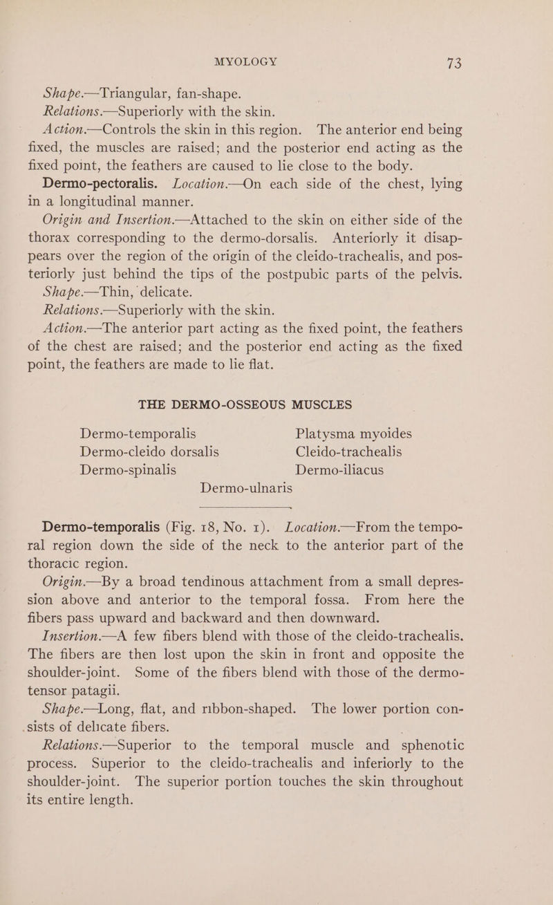 Shape.—Triangular, fan-shape. Relations.—Superiorly with the skin. Action.—Controls the skin in this region. The anterior end being fixed, the muscles are raised; and the posterior end acting as the fixed point, the feathers are caused to lie close to the body. | Dermo-pectoralis. Location.—On each side of the chest, lying in a longitudinal manner. Origin and Insertion.—Attached to the skin on either side of the thorax corresponding to the dermo-dorsalis. Anteriorly it disap- pears over the region of the origin of the cleido-trachealis, and pos- teriorly just behind the tips of the postpubic parts of the pelvis. Shape.—Thin, delicate. Relations —Superiorly with the skin. Action.—The anterior part acting as the fixed point, the feathers of the chest are raised; and the posterior end acting as the fixed point, the feathers are made to lie flat. THE DERMO-OSSEOUS MUSCLES | Dermo-temporalis Platysma myoides Dermo-cleido dorsalis Cleido-trachealis Dermo-spinalis Dermo-iliacus Dermo-ulnaris ~ Dermo-temporalis (Fig. 18, No. 1). Location.—From the tempo- ral region down the side of the neck to the anterior part of the thoracic region. Origin.—By a broad tendinous attachment from a small depres- sion above and anterior to the temporal fossa. From here the fibers pass upward and backward and then downward. Insertion—A few fibers blend with those of the cleido-trachealis. The fibers are then lost upon the skin in front and opposite the shoulder-joint. Some of the fibers blend with those of the dermo- tensor patagil. Shape.—Long, flat, and ribbon-shaped. ‘The lower portion con- sists of delicate fibers. | Relations:—Superior to the temporal muscle and sphenotic process. Superior to the cleido-trachealis and inferiorly to the shoulder-joint. The superior portion touches the skin throughout its entire length.