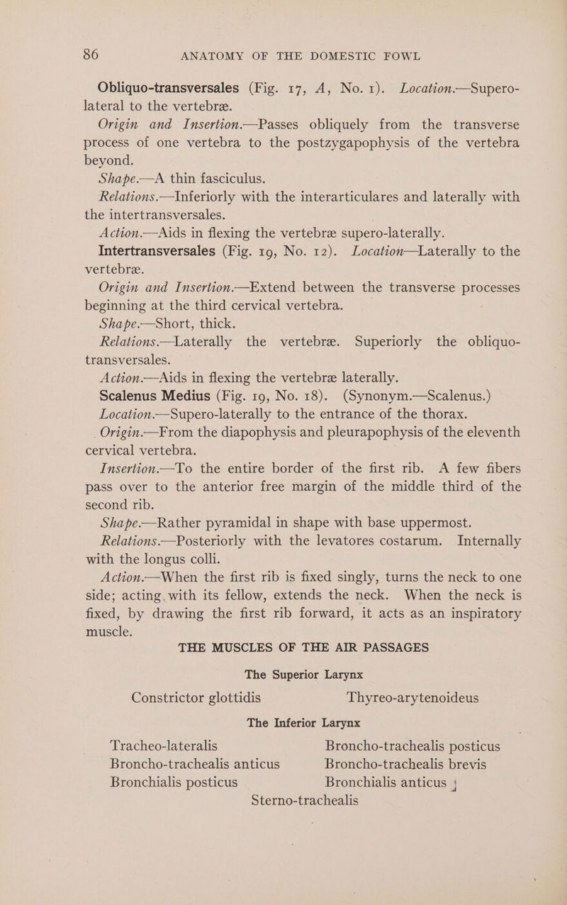 Obliquo-transversales (Fig. 17, A, No.1). Location.—Supero- lateral to the vertebre. Origin and Insertion.—Passes obliquely from the transverse process of one vertebra to the postzygapophysis of the vertebra beyond. Shape.—A thin fasciculus. Relations.—Inferiorly with the interarticulares and laterally with the intertransversales. | Action.—Aids in flexing the vertebre supero-laterally. Intertransversales (Fig. 19, No. 12). Location—Laterally to the vertebre. Origin and Insertion.—Extend between the transverse processes beginning at the third cervical vertebra. | Shape.—Short, thick. Relations —Laterally the vertebree. Superiorly the obliquo- transversales. Action.—Aids in flexing the vertebre laterally. Scalenus Medius (Fig. 19, No. 18). (Synonym.—Scalenus.) Location.—Supero-laterally to the entrance of the thorax. _Origin.—From the diapophysis and pleurapophysis of the eleventh cervical vertebra. Insertion.—To the entire border of the first rib. A few fibers pass over to the anterior free margin of the middle third of the second rib. | Shape.—Rather pyramidal in shape with base uppermost. Relations.—Posteriorly with the levatores costarum. Internally with the longus colli. Action.—When the first rib is fixed singly, turns the neck to one side; acting. with its fellow, extends the neck. When the neck is fixed, by drawing the first rib forward, it acts as an inspiratory muscle. THE MUSCLES OF THE AIR PASSAGES The Superior Larynx Constrictor glottidis Thyreo-arytenoideus The Inferior Larynx Tracheo-lateralis Broncho-trachealis posticus Broncho-trachealis anticus Broncho-trachealis brevis Bronchialis posticus Bronchialis anticus | Sterno-trachealis