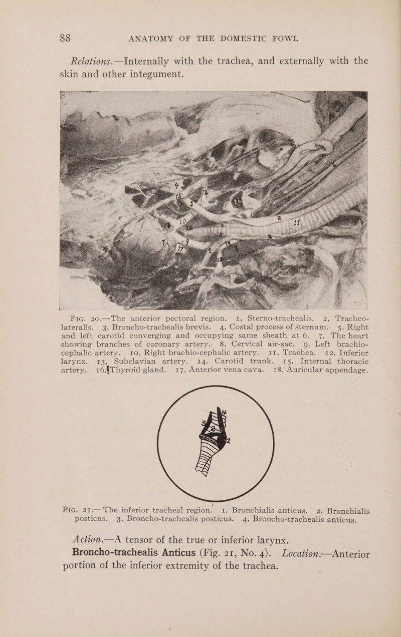 Fic. 20.—The anterior pectoral region. 1, Sterno-trachealis. 2, Tracheo- lateralis. 3, Broncho-trachealis brevis. 4, Costal process of sternum. 5, Right and left carotid converging and occupying same sheath at 6. 7, The heart showing branches of coronary artery. 8, Cervical air-sac. 9, Left brachio- cephalic artery. 10, Right brachio-cephalic artery. 11, Trachea. 12, Inferior larynx. 13, Subclavian artery. 14, Carotid trunk. 15, Internal thoracic artery. 16,Thyroid gland. 17, Anterior venacava. 18, Auricular appendage. Fic. 21.—The inferior tracheal region. 1, Bronchialis anticus. 2; Bronchialis posticus. 3, Broncho-trachealis posticus. 4, Broncho-trachealis anticus. Action.—A tensor of the true or inferior larynx. Broncho-trachealis Anticus (Fig. 21, No. 4). Location.—Anterior portion of the inferior extremity of the trachea.