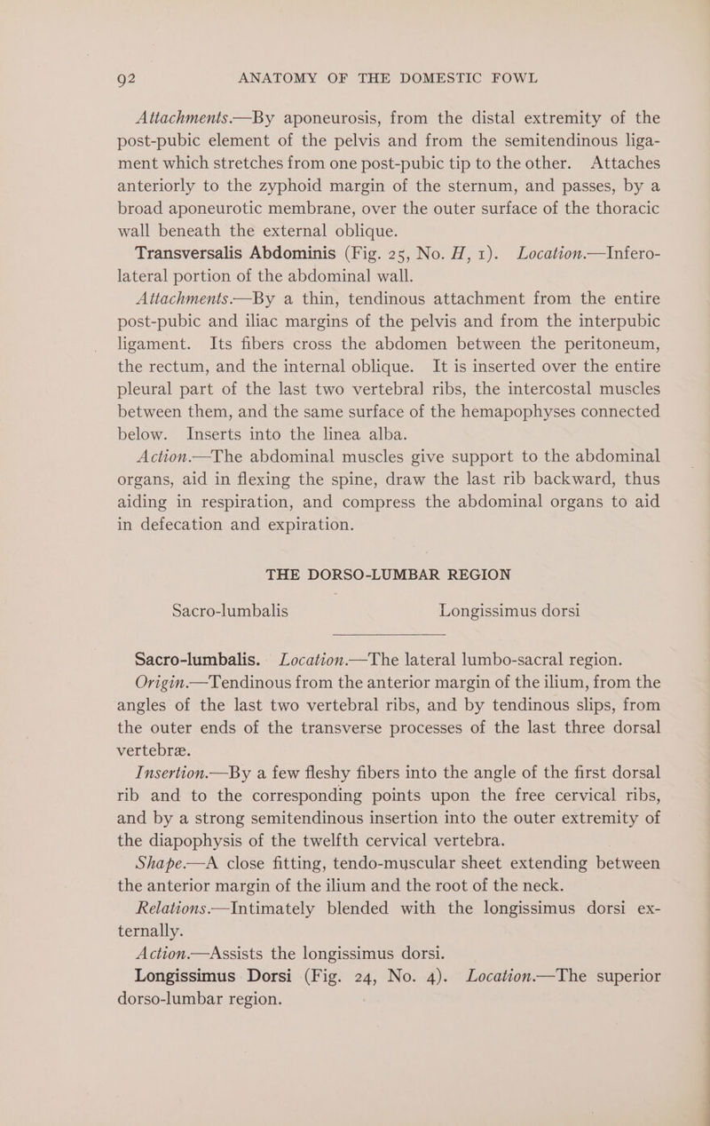 Attachments—By aponeurosis, from the distal extremity of the post-pubic element of the pelvis and from the semitendinous liga- ment which stretches from one post-pubic tip to the other. Attaches anteriorly to the zyphoid margin of the sternum, and passes, by a broad aponeurotic membrane, over the outer surface of the thoracic wall beneath the external oblique. Transversalis Abdominis (Fig. 25, No. H, 1). Location.—Infero- lateral portion of the abdominal wall. Attachments.—By a thin, tendinous attachment from the entire post-pubic and iliac margins of the pelvis and from the interpubic ligament. Its fibers cross the abdomen between the peritoneum, the rectum, and the internal oblique. It is inserted over the entire pleural part of the last two vertebral ribs, the intercostal muscles between them, and the same surface of the hemapophyses connected below. Inserts into the linea alba. Action.—The abdominal muscles give support to the abdominal organs, aid in flexing the spine, draw the last rib backward, thus aiding in respiration, and compress the abdominal organs to aid in defecation and expiration. THE DORSO-LUMBAR REGION Sacro-lumbalis Longissimus dorsi Sacro-lumbalis. Location.—The lateral lumbo-sacral region. Origin.—Tendinous from the anterior margin of the ilium, from the angles of the last two vertebral ribs, and by tendinous slips, from the outer ends of the transverse processes of the last three dorsal vertebre. Insertion.—By a few fleshy fibers into the angle of the first dorsal rib and to the corresponding points upon the free cervical ribs, and by a strong semitendinous insertion into the outer extremity of the diapophysis of the twelfth cervical vertebra. Shape.—A close fitting, tendo-muscular sheet extending between the anterior margin of the ilium and the root of the neck. Relations.—Intimately blended with the longissimus dorsi ex- ternally. Action.—Assists the longissimus dorsi. Longissimus Dorsi (Fig. 24, No. 4). Location The superior dorso-lumbar region.