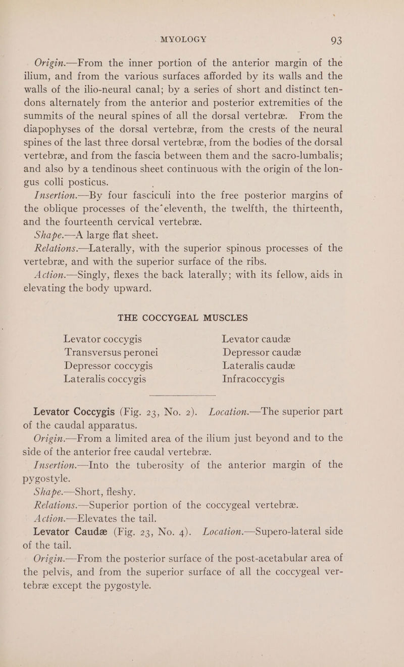 Origin.—From the inner portion of the anterior margin of the ilium, and from the various surfaces afforded by its walls and the walls of the ilio-neural canal; by a series of short and distinct ten- dons alternately from the anterior and posterior extremities of the summits of the neural spines of all the dorsal vertebre. From the diapophyses of the dorsal vertebra, from the crests of the neural spines of the last three dorsal vertebre, from the bodies of the dorsal vertebre, and from the fascia between them and the sacro-lumbalis; and also by a tendinous sheet continuous with the origin of the lon- gus colli posticus. Insertion.—By four fasciculi into the free posterior margins of the oblique processes of the*eleventh, the twelfth, the thirteenth, and the fourteenth cervical vertebre. Shape.—A large flat sheet. Relations.—Laterally, with the superior spinous processes of the vertebrz, and with the superior surface of the ribs. Action.—Singly, flexes the back laterally; with its fellow, aids in elevating the body upward. THE COCCYGEAL MUSCLES Levator coccygis Levator caude Transversus peronei Depressor caudée Depressor coccygis Lateralis caude Lateralis coccygis Infracoccygis Levator Coccygis (Fig. 23, No. 2). Location.—The superior part of the caudal apparatus. Origin.—From a limited area of the ilium just beyond and to the side of the anterior free caudal vertebre. _Insertion.—Into the tuberosity of the anterior margin of the pygostyle. Shape.—Short, fleshy. Relations.—Superior portion of the coccygeal vertebre. Action.—Elevates the tail. Levator Caude (Fig. 23, No. 4). Location.—Supero-lateral side of the tail. Origin.—From the posterior surface of the post-acetabular area of the pelvis, and from the superior surface of all the coccygeal ver- tebre except the pygostyle.