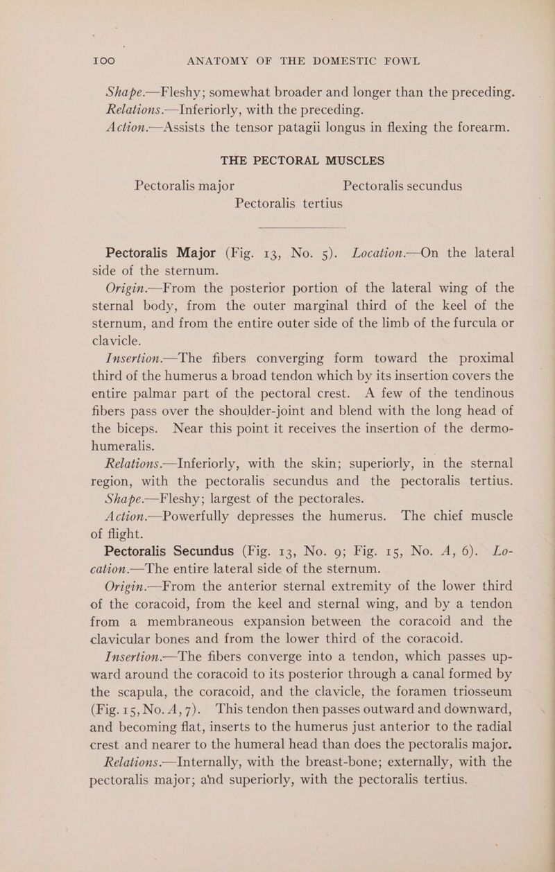 Shape.—Fleshy; somewhat broader and longer than the preceding. Relations.—Inferiorly, with the preceding. Action.—Assists the tensor patagii longus in flexing the forearm. THE PECTORAL MUSCLES Pectoralis major Pectoralis secundus Pectoralis tertius Pectoralis Major (Fig. 13, No. 5). Location—On the lateral side of the sternum. Origin.—From the posterior portion of the lateral wing of the sternal body, from the outer marginal third of the keel of the sternum, and from the entire outer side of the limb of the furcula or clavicle. Insertion—The fibers converging form toward the proximal third of the humerus a broad tendon which by its insertion covers the entire palmar part of the pectoral crest. A few of the tendinous fibers pass over the shoulder-joint and blend with the long head of the biceps. Near this point it receives the insertion of the dermo- humeralis. | Relations —Inferiorly, with the skin; superiorly, in the sternal region, with the pectoralis secundus and the pectoralis tertius. Shape.—Fleshy; largest of the pectorales. Action.—Powerfully depresses the humerus. The chief muscle of flight. Pectoralis Secundus (Fig. 13, No. 9; Fig. 15, No. A, 6). Lo- cation.—The entire lateral side of the sternum. Origin.—From the anterior sternal extremity of the lower third of the coracoid, from the keel and sternal wing, and by a tendon from a membraneous expansion between the coracoid and the clavicular bones and from the lower third of the coracoid. Insertion.—The fibers converge into a tendon, which passes up- ward around the coracoid to its posterior through a canal formed by the scapula, the coracoid, and the clavicle, the foramen triosseum (Fig.15,No.A,7). This tendon then passes outward and downward, and becoming flat, inserts to the humerus just anterior to the radial crest and nearer to the humeral head than does the pectoralis major. Relations.—Internally, with the breast-bone; externally, with the pectoralis major; and superiorly, with the pectoralis tertius.