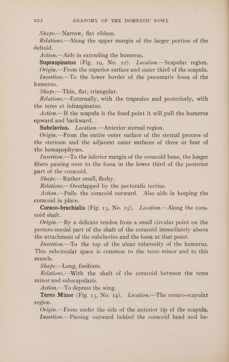 Shape.—Narrow, flat ribbon. Relations.—Along the upper margin of the larger portion of the deltoid. Action.—Aids in extending the humerus. Supraspinatus (Fig. 19, No. 22). Location.—Scapular region. Origin.—From the superior surface and outer third of the scapula. Insertion.—To the lower border of the pneumatic fossa of the humerus. Shape.—Thin, flat, triangular. Relations —Externally, with the trapezius and posteriorly, with the teres et infraspinatus. Action.—If the scapula is the fixed point it will, pull the humerus upward and backward. Subclavius. Location.—Anterior sternal region. Origin.—From the entire outer surface of the sternal process of the sternum and the adjacent outer surfaces of three or four of the hemapophyses. Insertion.—To the inferior margin of the coracoid bone, the longer fibers passing over to the fossa in the lower third of the posterior part of the coracoid. Shape.—Rather small, fleshy. Relations.—Overlapped by the pectoralis tertius. Action.—Pulls the coracoid outward. Also aids in keeping the coracoid in place. Coraco-brachialis (Fig. 13, No. 15). Location.—Along the cora- coid shaft. , -Origin.—By a delicate tendon from a small circular point on the postero-mesial part of the shaft of the coracoid immediately above the attachment of the subclavius and the fossa at that point. Insertion—To the top of the ulnar tuberosity of the humerus. This subcircular space is common to the teres minor and to this muscle. Shape.—Long, fusiform. Relations —With the shaft of the coracoid between the teres minor and subscapularis. Action.—To depress the wing. Teres Minor (Fig. 13, No. 14). Location.—The coraco-scapular region. Origin.—From under the side of the anterior tip of the scapula. Insertion.—Passing outward behind the coracoid head and be-