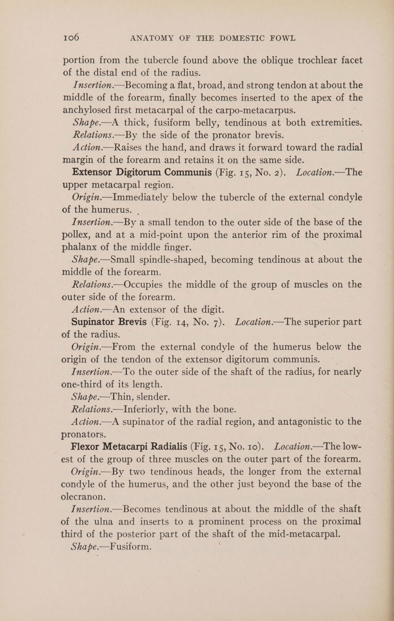 portion from the tubercle found above the oblique trochlear facet of the distal end of the radius. Insertion.—Becoming a flat, broad, and strong tendon at about the middle of the forearm, finally becomes inserted to the apex of the anchylosed first metacarpal of the carpo-metacarpus. Shape.—A thick, fusiform belly, tendinous at both extremities. Relations.—By the side of the pronator brevis. Action.—Raises the hand, and draws it forward toward the radial margin of the forearm and retains it on the same side. Extensor Digitorum Communis (Fig. 15, No. 2). Location—The upper metacarpal region. Origin.—Immediately below the tubercle of the external condyle of the humerus. . Insertion.—By a small tendon to the outer side of the base of the pollex, and at a mid-point upon the anterior rim of the proximal phalanx of the middle finger. Shape.—Small spindle-shaped, becoming tendinous at about the middle of the forearm. Relations.—Occupies the middle of the group of muscles on the outer side of the forearm. Action.—An extensor of the digit. Supinator Brevis (Fig. 14, No. 7). Location.—The superior part of the radius. Origin.—From the external condyle of the humerus below the origin of the tendon of the extensor digitorum communis. Insertion.—To the outer side of the shaft of the radius, for nearly one-third of its length. Shape.—Thin, slender. Relations.—Inferiorly, with the bone. Action.—A supinator of the radial region, and antagonistic to the pronators. | Flexor Metacarpi Radialis (Fig.15, No. 10). Location.—The low- est of the group of three muscles on the outer part of the forearm. Origin.—By two tendinous heads, the longer from the external — condyle of the humerus, and the other just poycnd the base of the olecranon. Insertion.—Becomes tendinous at about the middle of the shaft of the ulna and inserts to a prominent process on the proximal third of the posterior part of the shatt of the mid-metacarpal. Shape. —Fusiform.