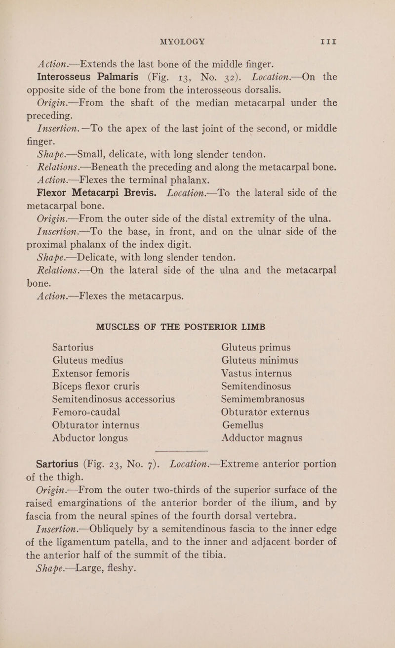 Action.—Extends the last bone of the middle finger. Interosseus Palmaris (Fig. 13, No. 32). Location.—On the opposite side of the bone from the interosseous dorsalis. Origin.—From the shaft of the median metacarpal under the preceding. Insertion. —To the apex of the last joint of the second, or middle finger. Shape.—Small, delicate, with long slender tendon. Relations.—Beneath the preceding and along the metacarpal bone. Action.—Flexes the terminal phalanx. Flexor Metacarpi Brevis. Location.—To the lateral side of the metacarpal bone. Origin.—From the outer side of the distal extremity of the ulna. Insertion——To the base, in front, and on the ulnar side of the proximal phalanx of the index digit. Shape.—Delicate, with long slender tendon. Relations.—On the lateral side of the ulna and the metacarpal bone. Action.—Flexes the metacarpus. MUSCLES OF THE POSTERIOR LIMB Sartorius Gluteus primus Gluteus medius Gluteus minimus Extensor femoris Vastus internus Biceps flexor cruris Semitendinosus Semitendinosus accessorius ~ Semimembranosus Femoro-caudal Obturator externus Obturator internus Gemellus Abductor longus Adductor magnus Sartorius (Fig. 23, No. 7). Location.—Extreme anterior portion of the thigh. Origin.—From the outer two-thirds of the superior surface of the raised emarginations of the anterior border of the ilium, and by fascia from the neural spines of the fourth dorsal vertebra. Insertion.—Obliquely by a semitendinous fascia to the inner edge of the ligamentum patella, and to the inner and adjacent border of the anterior half of the summit of the tibia.