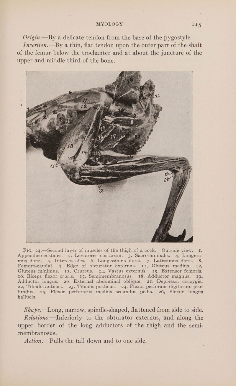 Origin.—By a delicate tendon from the base of the pygostyle. Insertion.—By a thin, flat tendon upon the outer part of the shaft of the femur below the trochanter and at about the juncture of the upper and middle third of the bone. powers b ; i Fic. 24.—Second layer of muscles of the thigh of a-cock. Outside view. I, Appendico-costales. 2, Levatores costarum. 3, Sacro-lumbalis. 4, Longissi- mus dorsi. 5, Intercostales. 6, Longissirmus dorsi. 7, Latissimus dorsi. 8, Femoro-caudal. 9, Edge of obturator éxternus. 311, Gluteus medius. 12, Gluteus minimus. 13, Crureus. 14, Vastus externus. 15, Extensor femoris. 16, Biceps flexor cruris. 17, Semimembranosus. 18, Adductor magnus. 1I9, Adductor longus. 20 External abdominal oblique. 21, Depressor coccygis. 22, Tibialis anticus. 23, Tibialis posticus. 24, Flexor perforans digitorum pro- fundus. 25, Flexor perforatus medius secundus pedis. 26, Flexor longus hallucis. Shape.—Long, narrow, spindle-shaped, flattened from side to side. Relations.—Inferiorly to the obturator externus, and along the ‘upper border of the long adductors of the thigh and the semi- membranosus. Action.—Pulls the tail down and to one side.