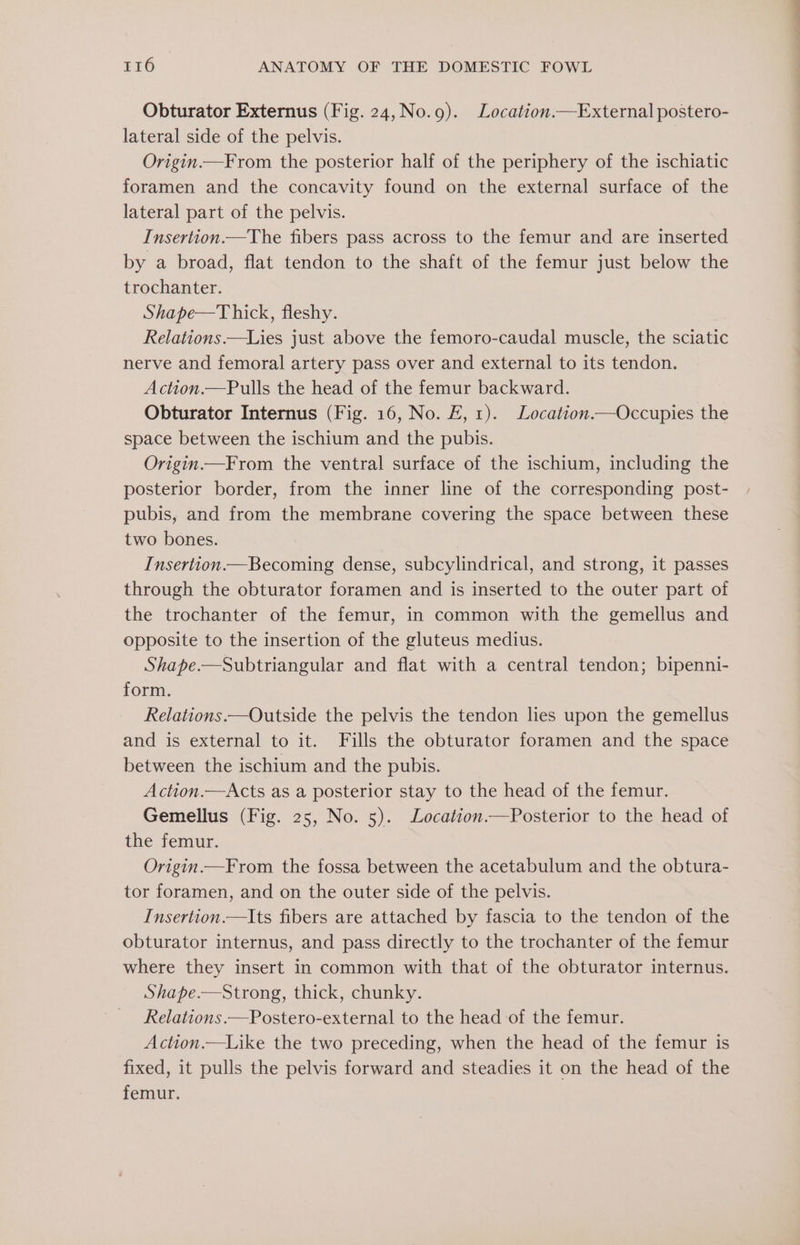 Obturator Externus (Fig. 24, No.9). Location.—External postero- lateral side of the pelvis. Origin.—From the posterior half of the periphery of the ischiatic foramen and the concavity found on the external surface of the lateral part of the pelvis. Insertion.—The fibers pass across to the femur and are inserted by a broad, flat tendon to the shaft of the femur just below the trochanter. Shape—Thick, fleshy. Relations.—Lies just above the femoro-caudal muscle, the sciatic nerve and femoral artery pass over and external to its tendon. Action.—Pulls the head of the femur backward. Obturator Internus (Fig. 16, No. £, 1). Location.—Occupies the space between the ischium and the pubis. Origin.—From the ventral surface of the ischium, including the posterior border, from the inner line of the corresponding post- pubis, and from the membrane covering the space between these two bones. Insertion.—Becoming dense, subcylindrical, and strong, it passes through the obturator foramen and is inserted to the outer part of the trochanter of the femur, in common with the gemellus and opposite to the insertion of the gluteus medius. Shape.—Subtriangular and flat with a central tendon; bipenni- form. Relations.—Outside the pelvis the tendon lies upon the gemellus and is external to it. Fills the obturator foramen and the space between the ischium and the pubis. Action.—Acts as a posterior stay to the head of the femur. Gemellus (Fig. 25, No. 5). Location.—Posterior to the head of the femur. Origin.—From the fossa between the acetabulum and the obtura- tor foramen, and on the outer side of the pelvis. Insertion.—Its fibers are attached by fascia to the tendon of the obturator internus, and pass directly to the trochanter of the femur where they insert in common with that of the obturator internus. Shape.—Strong, thick, chunky. Relations.—Postero-external to the head of the femur. Action.—Like the two preceding, when the head of the femur is fixed, it pulls the pelvis forward and steadies it on the head of the femur.