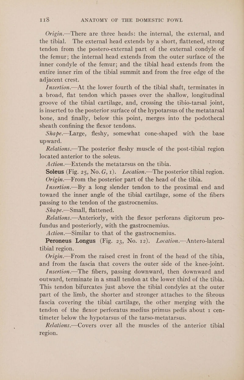 Origin.—There are three heads: the internal, the external, and the tibial. The external head extends by a short, flattened, strong tendon from the postero-external part of the external condyle of the femur; the internal head extends from the outer surface of the inner condyle of the femur; and the tibial head extends from the entire inner rim of the tibial summit and from the free edge of the adjacent crest. Insertion.—At the lower fourth of the tibial shaft, terminates in a broad, flat tendon which passes over the shallow, longitudinal groove of the tibial cartilage, and, crossing the tibio-tarsal joint, is inserted to the posterior surface of the hypotarsus of the metatarsal bone, and finally, below this point, merges into the podothecal sheath confining the flexor tendons. Shape.—Large, fleshy, somewhat cone-shaped with the base upward. | Relations.—The posterior fleshy muscle of the post-tibial region located anterior to the soleus. Action.—Extends the metatarsus on the tibia. Soleus (Fig. 25, No.G,1). Location.—The posterior tibial region. Origin.—From the posterior part of the head of the tibia. Insertion.—By a long slender tendon to the proximal end and toward the inner angle of the tibial cartilage, some of the fibers passing to the tendon of the gastrocnemius. Shape.—Small, flattened. Relations.—Anteriorly, with the flexor perforans digitorum pro- fundus and posteriorly, with the gastrocnemius. Action.—Similar to that of the gastrocnemius. Peroneus Longus (Fig. 23, No. 12). Location.—Antero-lateral tibial region. Origin.—From the raised crest in front of the head of the tibia, and from the fascia that covers the outer side of the knee-joint. Insertion.—The fibers, passing downward, then downward and outward, terminate in a small tendon at the lower third of the tibia. This tendon bifurcates just above the tibial condyles at the outer part of the limb, the shorter and stronger attaches to the fibrous fascia covering the tibial cartilage, the other merging with the tendon of the flexor perforatus medius primus pedis about 1 cen- timeter below the hypotarsus of the tarso-metatarsus. Relations.—Covers over all the muscles of the anterior tibial