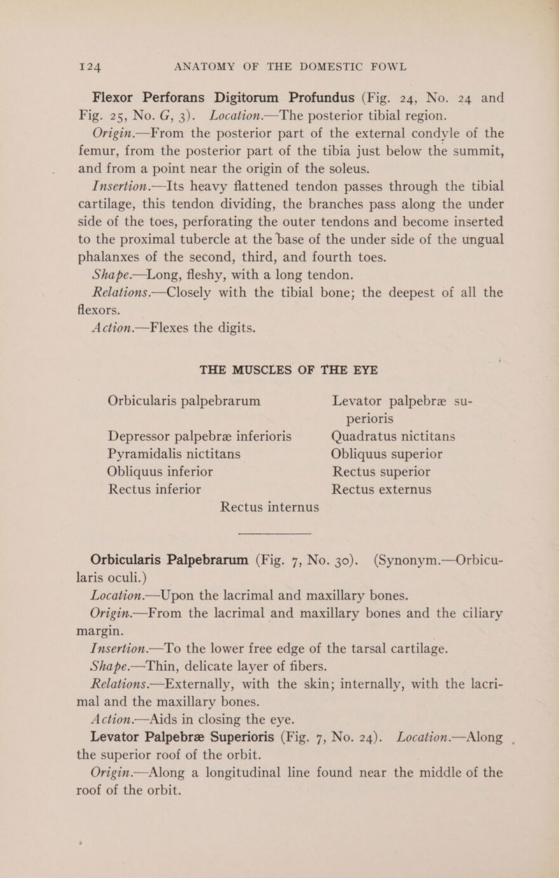 Flexor Perforans Digitorum Profundus (Fig. 24, No. 24 and Fig. 25, No. G, 3). Location.—The posterior tibial region. Origin.—From the posterior part of the external condyle of the femur, from the posterior part of the tibia just below the summit, and from a point near the origin of the soleus. Insertion.—Its heavy flattened tendon passes through the tibial cartilage, this tendon dividing, the branches pass along the under side of the toes, perforating the outer tendons and become inserted to the proximal tubercle at the base of the under side of the ungual phalanxes of the second, third, and fourth toes. Shape.—Long, fleshy, with a long tendon. Relations.—Closely with the tibial bone; the deepest of all the flexors. Action.—F lexes the digits. THE MUSCLES OF THE EYE Orbicularis palpebrarum Levator palpebre su- perioris Depressor palpebre inferioris Quadratus nictitans Pyramidalis nictitans Obliquus superior Obliquus inferior Rectus superior Rectus inferior Rectus externus Rectus internus Orbicularis Palpebrarum (Fig. 7, No. 30). (Synonym.—Orbicu- laris oculi.) Location.—Upon the lacrimal and maxillary bones. Origin.—From the lacrimal and maxillary bones and the ciliary margin. | Insertion.—To the lower free edge of the tarsal cartilage. Shape.—Thin, delicate layer of fibers. Relations.—Externally, with the skin; internally, with the lacri- mal and the maxillary bones. Action.—Aids in closing the eye. Levator Palpebre Superioris (Fig. 7, No. 24). Location—Along . the superior roof of the orbit. Origin.—Along a longitudinal line found near the middle of the roof of the orbit.
