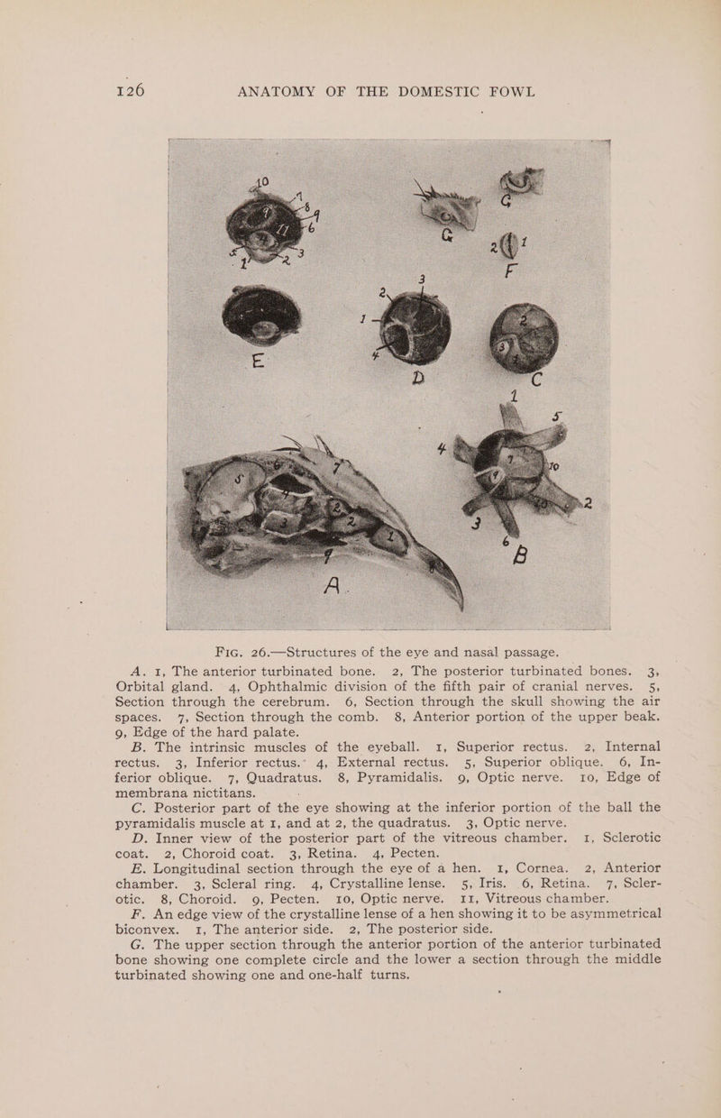 Fic. 26.—Structures of the eye and nasal passage. A. 1, The anterior turbinated bone. 2, The posterior turbinated bones. 3, Orbital gland. 4, Ophthalmic division of the fifth pair of cranial nerves. 5, Section through the cerebrum. 6, Section through the skull showing the air spaces. 7, Section through the comb. 8, Anterior portion of the upper beak. 9, Edge of the hard palate. B. The intrinsic muscles of the eyeball. 1, Superior rectus. 2, Internal rectus. 3, Inferior rectus.” 4, External rectus. 5, Superior oblique. 6, In- ferior oblique. 7, Quadratus. 8, Pyramidalis. 9, Optic nerve. 10, Edge of membrana nictitans. C. Posterior part of the eye showing at the inferior portion of the ball the pyramidalis muscle at 1, and at 2, the quadratus. 3, Optic nerve. D. Inner view of the posterior part of the vitreous chamber. 1, Sclerotic eoat. 2, Choroid coat. 3, Retina. 4, Pecten. E. Longitudinal section through the eye of a hen. 1, Cornea. 2, Anterior chamber. 3, Scleral ring. 4, Crystalline lense. 5, Iris. .6, Retina. 7, Scler- otic. 8, Choroid. 9, Pecten. 10, Optic nerve. 11, Vitreous chamber. F. An edge view of the crystalline lense of a hen showing it to be asymmetrical biconvex. 1, The anterior side. 2, The posterior side. G. The upper section through the anterior portion of the anterior turbinated bone showing one complete circle and the lower a section through the middle turbinated showing one and one-half turns.