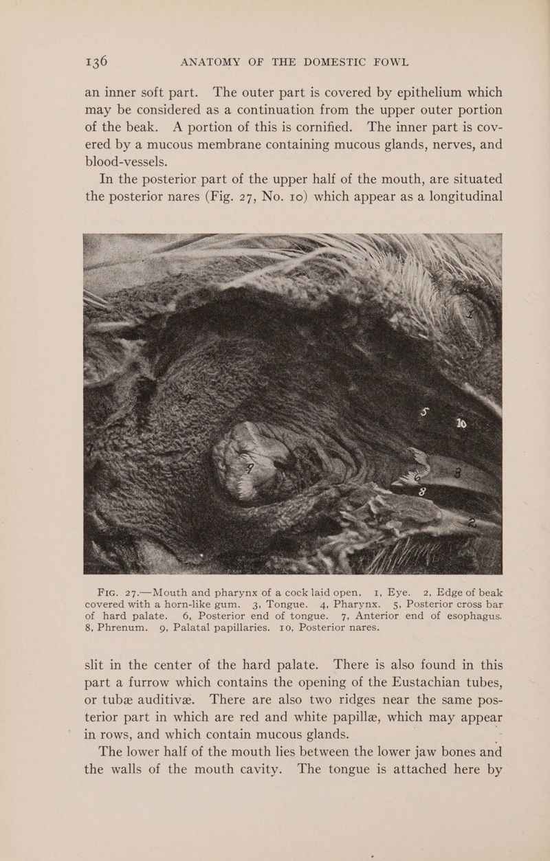 an inner soft part. The outer part is covered by epithelium which may be considered as a continuation from the upper outer portion of the beak. A portion of this is cornified. The inner part is cov- ered by a mucous membrane containing mucous glands, nerves, and blood-vessels. In the posterior part of the upper half of the mouth, are situated the posterior nares (Fig. 27, No. 10) which appear as a longitudinal slit in the center of the hard palate. There is also found in this part a furrow which contains the opening of the Eustachian tubes, or tube auditive. There are also two ridges near the same pos- terior part in which are red and white papilla, which may appear in rows, and which contain mucous glands. | : The lower half of the mouth lies between the lower jaw bones and the walls of the mouth cavity. The tongue is attached here by