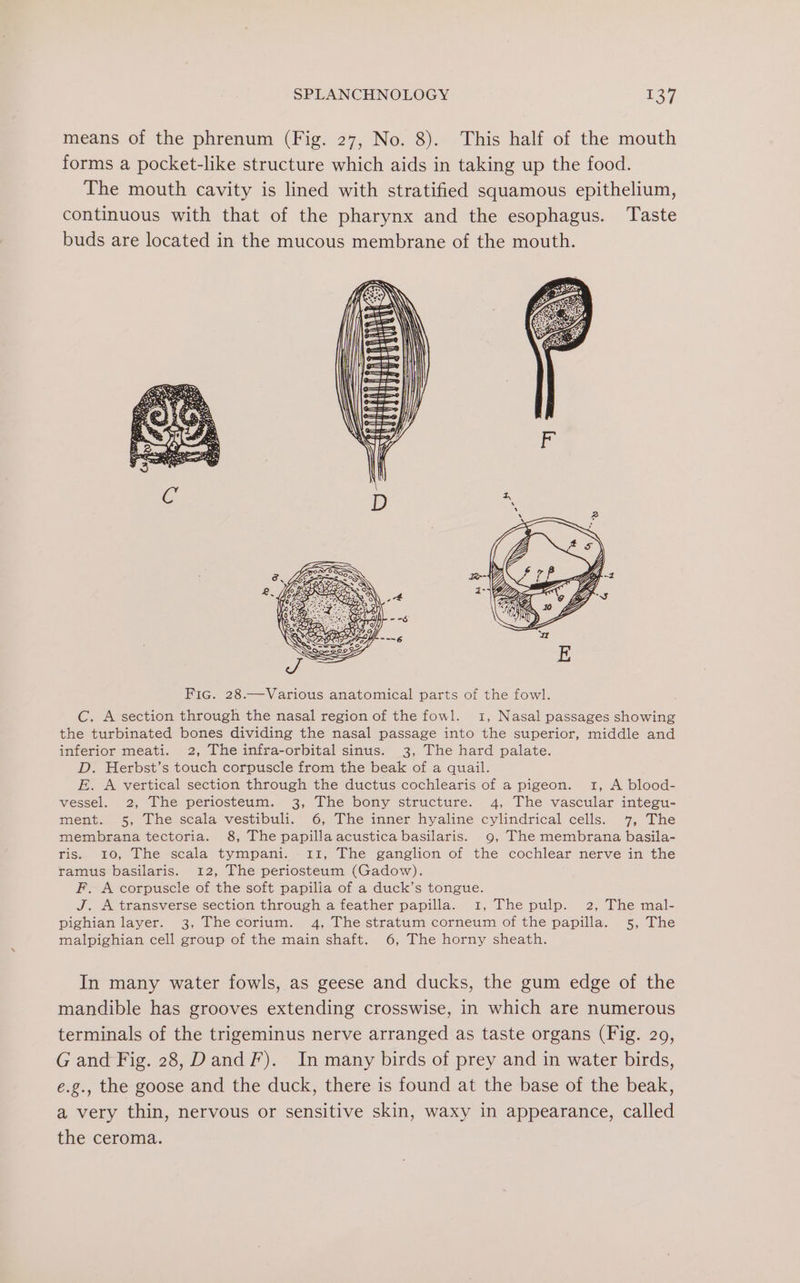 means of the phrenum (Fig. 27, No. 8). This half of the mouth forms a pocket-like structure which aids in taking up the food. The mouth cavity is lined with stratified squamous epithelium, continuous with that of the pharynx and the esophagus. Taste buds are located in the mucous membrane of the mouth. C. A section through the nasal region of the fowl. 1, Nasal passages showing the turbinated bones dividing the nasal passage into the superior, middle and inferior meati. 2, The infra-orbital sinus. 3, The hard palate. D. Herbst’s touch corpuscle from the beak of a quail. E. A vertical section through the ductus cochlearis of a pigeon. 1, A blood- vessel. 2, The periosteum. 3, The bony structure. 4, The vascular integu- ment. 5, The scala vestibuli. 6, The inner hyaline cylindrical cells. 7, The membrana tectoria. 8, The papilla acustica basilaris. 9, The membrana basila- ris. 10, The scala tympani. 311, The ganglion of the cochlear nerve in the ramus basilaris. 12, The periosteum (Gadow). F. A corpuscle of the soft papilla of a duck’s tongue. J. A transverse section through a feather papilla. 1, The pulp. 2, The mal- pighian layer. 3, Thecorium. 4, The stratum corneum of the papilla. 5, The malpighian cell group of the main shaft. 6, The horny sheath. In many water fowls, as geese and ducks, the gum edge of the mandible has grooves extending crosswise, in which are numerous terminals of the trigeminus nerve arranged as taste organs (Fig. 20, G and Fig. 28, Dand F). In many birds of prey and in water birds, e.g., the goose and the duck, there is found at the base of the beak, a very thin, nervous or sensitive skin, waxy in appearance, called the ceroma.