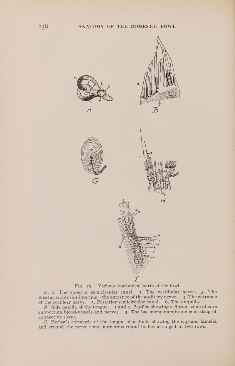 ge, SS Fic. 29.—Various anatomical parts of the fowl. A. 1, The superior semicircular canal. 2, The vestibular nerve. 3, The meatus auditorius internus—the entrance of the auditory nerve. 4, The entrance of the cochlear nerve. 5, Posterior semicircular canal. 6, The ampulla. B. Side papilla of the tongue. 1 and 2, Papille showing a fibrous central core supporting blood-vessels and nerves. 3, The basement membrane consisting of connective tissue. . G. Herbst’s corpuscle of the tongue of a duck, showing the capsule, lamella and around the nerve zone, numerous round bodies arranged in two rows.