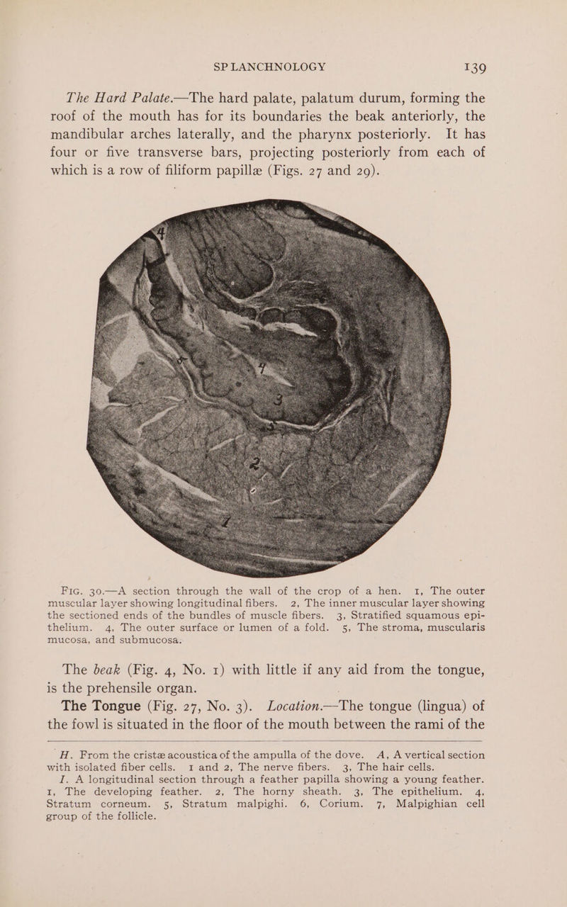 The Hard Palate——The hard palate, palatum durum, forming the roof of the mouth has for its boundaries the beak anteriorly, the mandibular arches laterally, and the pharynx posteriorly. It has four or five transverse bars, projecting posteriorly from each of which is a row of filiform papilla (Figs. 27 and 29). Fic. 30.—A section through the wall of the crop of a hen. 1, The outer muscular layer showing longitudinal fibers. 2, The inner muscular layer showing the sectioned ends of the bundles of muscle fibers. 3, Stratified squamous epi- thelium. 4, The outer surface or lumen of a fold. 5, The stroma, muscularis mucosa, and submucosa. The beak (Fig. 4, No. 1) with little if any aid from the tongue, is the prehensile organ. | The Tongue (Fig. 27, No. 3). Location.—The tongue (lingua) of the fowl is situated in the floor of the mouth between the rami of the H. From the cristz acoustica of the ampulla of the dove. A, A vertical section with isolated fiber cells. 1 and 2, The nerve fibers. 3, The hair cells. I. A longitudinal section through a feather papilla showing a young feather. I, The developing feather. 2, The horny sheath. 3, The epithelium. 4, Stratum corneum. 5, Stratum malpighi. 6, Corium. 7, Malpighian cell group of the follicle.