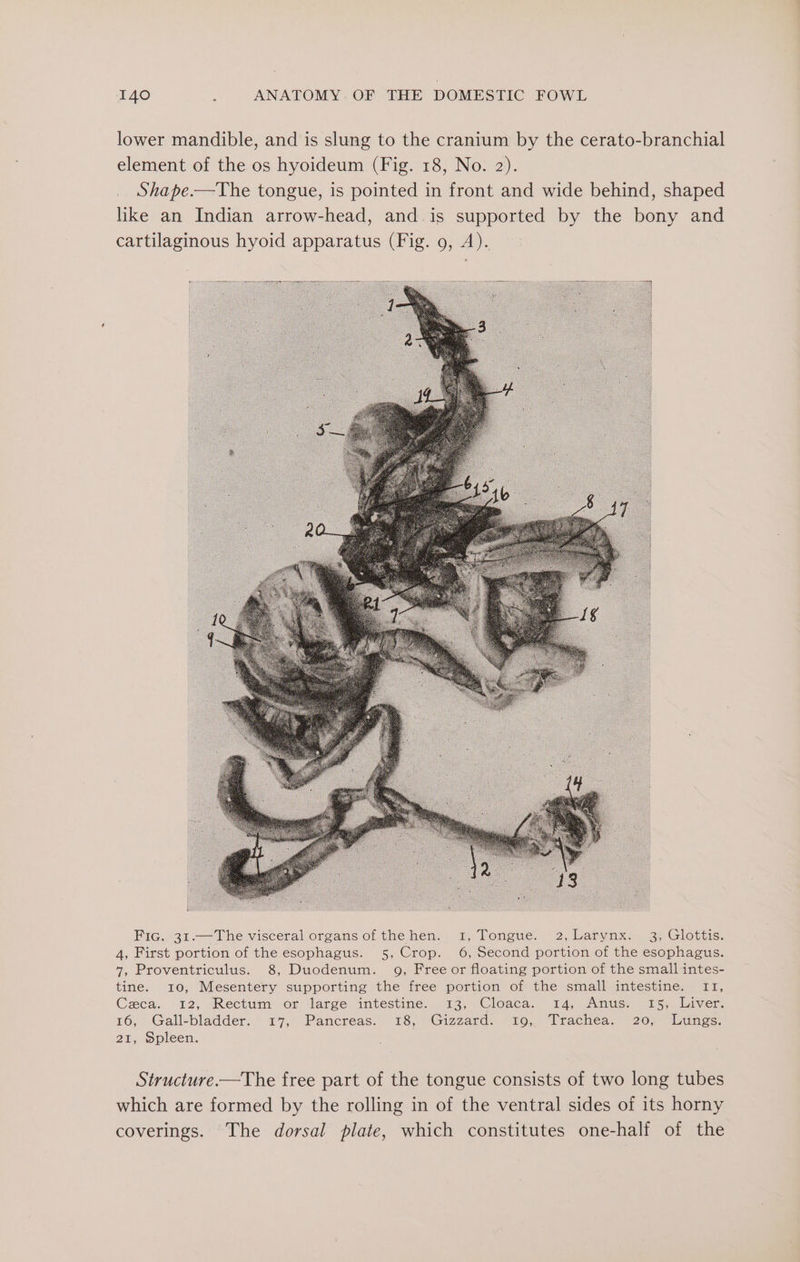 lower mandible, and is slung to the cranium by the cerato-branchial element of the os hyoideum (Fig. 18, No. 2). Shape.—The tongue, is pointed in front and wide behind, shaped like an Indian arrow-head, and is supported by the bony and cartilaginous hyoid apparatus (Fig. 9, A). Fic. 31.—The visceral organs of the hen. 1, Tongue. 2,Larynx. 3, Glottis. 4, First portion of the esophagus. 5, Crop. 6, Second portion of the esophagus. 7, Proventriculus. 8, Duodenum. 49, Free or floating portion of the small intes- tine. 10, Mesentery supporting the free portion of the small intestine. 11, Ceca. 12, Rectum or large intestine... 13, Cloaca. 14, Anus. 15, Liver. 16, Gall-bladder. 17, Pancreas: 18, (Gizzard= ~1o,, Trachea. G20, “Lanes: 21, Spleen. Structure—The free part of the tongue consists of two long tubes which are formed by the rolling in of the ventral sides of its horny coverings. The dorsal plate, which constitutes one-half of the