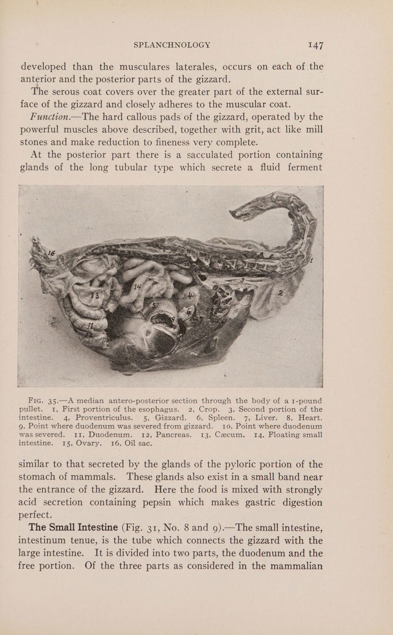 developed than the musculares laterales, occurs on each of the anterior and the posterior parts of the gizzard. The serous coat covers over the greater part of the external sur- face of the gizzard and closely adheres to the muscular coat. Function.—The hard callous pads of the gizzard, operated by the powerful muscles above described, together with grit, act like mill stones and make reduction to fineness very complete. At the posterior part there is a sacculated portion containing glands of the long tubular type which secrete a fluid ferment similar to that secreted by the glands of the pyloric portion of the stomach of mammals. These glands also exist in a small band near the entrance of the gizzard. Here the food is mixed with strongly acid secretion containing pepsin which makes gastric digestion perfect. The Small Intestine (Fig. 31, No. 8 and g).—The small intestine, intestinum tenue, is the tube which connects the gizzard with the large intestine. It is divided into two parts, the duodenum and the free portion. Of the three parts as considered in the mammalian