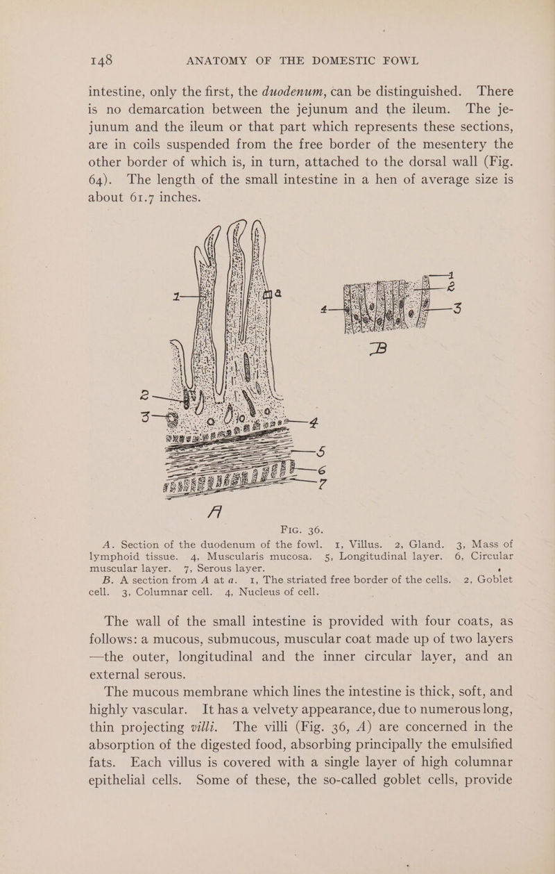 intestine, only the first, the duodenum, can be distinguished. There is no demarcation between the jejunum and the ileum. The je- junum and the ileum or that part which represents these sections, are in coils suspended from the free border of the mesentery the other border of which is, in turn, attached to the dorsal wall (Fig. 64). The length of the small intestine in a hen of average size is about 61.7 inches. The wall of the small intestine is provided with four coats, as follows: a mucous, submucous, muscular coat made up of two layers —the outer, longitudinal and the inner circular layer, and an external serous. The mucous membrane which lines the intestine is thick, soft, and highly vascular. It has a velvety appearance, due to numerous long, thin projecting villi. The villi (Fig. 36, A) are concerned in the absorption of the digested food, absorbing principally the emulsified fats. Each villus is covered with a single layer of high columnar epithelial cells. Some of these, the so-called goblet cells, provide