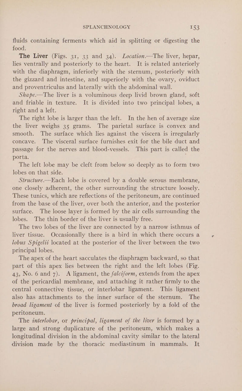 fluids containing ferments which aid in splitting or digesting the food. The Liver (Figs. 31, 33 and 34). Location.—The liver, hepar, lies ventrally and posteriorly to the heart. It is related anteriorly with the diaphragm, inferiorly with the sternum, posteriorly with the gizzard and intestine, and superiorly with the ovary, oviduct and proventriculus and laterally with the abdominal wall. Shape.—The liver is a voluminous deep livid brown gland, soft and friable in texture. It is divided into two principal lobes, a right and a left. The right lobe is larger than the left. In the hen of average size the liver weighs 35 grams. ‘The parietal surface is convex and smooth. The surface which lies against the viscera is irregularly concave. The visceral surface furnishes exit for the bile duct and passage for the nerves and blood-vessels. This part is called the porta. The left lobe may be cleft from below so deeply as to form two lobes on that side. Structure.—Each lobe is covered by a double serous membrane, one closely adherent, the other surrounding the structure loosely. These tunics, which are reflections of the peritoneum, are continued from the base of the liver, over both the anterior, and the posterior surface. The loose layer is formed by the air cells surrounding the lobes. The thin border of the liver is usually free. The two lobes of the liver are connected by a narrow isthmus of liver tissue. Occasionally there is a bird in which there occurs a lobus Spigelit located at the posterior of the liver between the two principal lobes. The apex of the heart sacculates the diaphragm backward, so that part of this apex lies between the right and the left lobes (Fig. 43, No.6 and 7). A ligament, the falciform, extends from the apex of the pericardial membrane, and attaching it rather firmly to the central connective tissue, or interlobar ligament. ‘This ligament also has attachments to the inner surface of the sternum. The broad ligament of the liver is formed posteriorly by a fold of the peritoneum. The znterlobar, or. principal, ligament of the liver is formed by a large and strong duplicature of the peritoneum, which makes a longitudinal division in the abdominal cavity similar to the lateral division made by the thoracic mediastinum in mammals. It