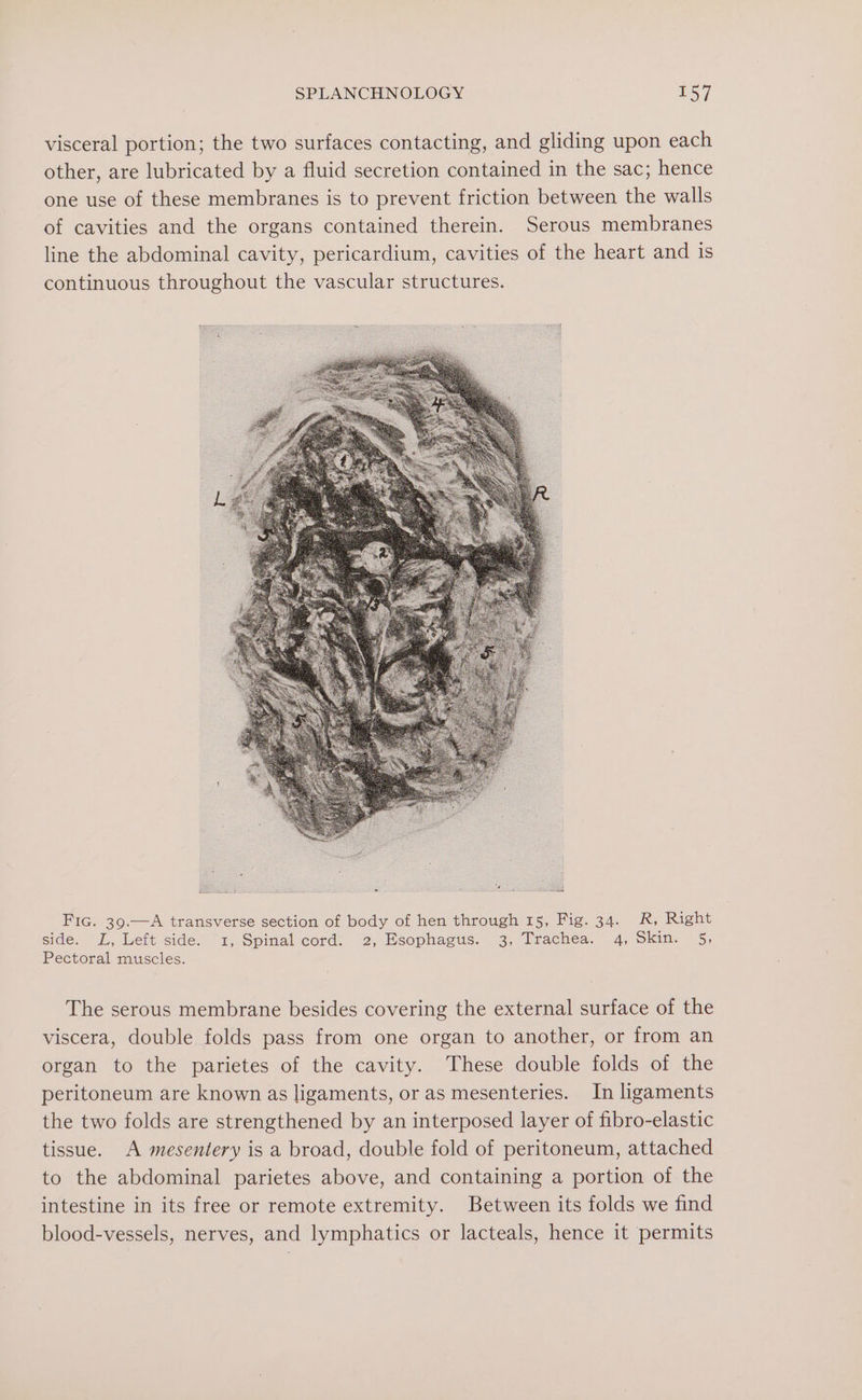 visceral portion; the two surfaces contacting, and gliding upon each other, are lubricated by a fluid secretion contained in the sac; hence one use of these membranes is to prevent friction between the walls of cavities and the organs contained therein. Serous membranes line the abdominal cavity, pericardium, cavities of the heart and is continuous throughout the vascular structures. Fic. 39.—A transverse section of body of hen through 15, Fig. 34. R, Right side. L, Left side. 1, Spinal cord: 2, Esophagus. 3, Trachea. 4, Skin. 5, Pectoral muscles. The serous membrane besides covering the external surface of the viscera, double folds pass from one organ to another, or from an organ to the parietes of the cavity. These double folds of the peritoneum are known as ligaments, or as mesenteries. In ligaments the two folds are strengthened by an interposed layer of fibro-elastic tissue. A mesentery is a broad, double fold of peritoneum, attached to the abdominal parietes above, and containing a portion of the intestine in its free or remote extremity. Between its folds we find blood-vessels, nerves, and lymphatics or lacteals, hence it permits