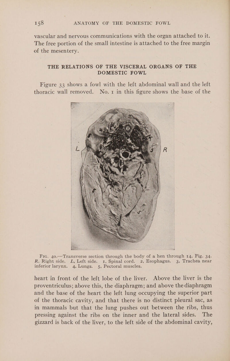 vascular and nervous communications with the organ attached to it. The free portion of the small intestine is attached to the free margin of the mesentery. | THE RELATIONS OF THE VISCERAL ORGANS OF THE DOMESTIC FOWL ; Figure 33 shows a fowl with the left abdominal wall and the left thoracic wall removed. No. 1 in this figure shows the base of the Fic. 40.—Transverse section through the body of a hen through 14, Fig. 34. R, Right side. L, Left side. 1, Spinal cord. 2, Esophagus. 3, Trachea near inferior larynx. 4, Lungs. 5, Pectoral muscles. heart in front of the left lobe of the liver. Above the liver is the proventriculus; above this, the diaphragm; and above the diaphragm and the base of the heart the left lung occupying the superior part of the thoracic cavity, and that there is no distinct pleural sac, as in mammals but that the lung pushes out between the ribs, thus pressing against the ribs on the inner and the lateral sides. The gizzard is back of the liver, to the left side of the abdominal cavity, eS