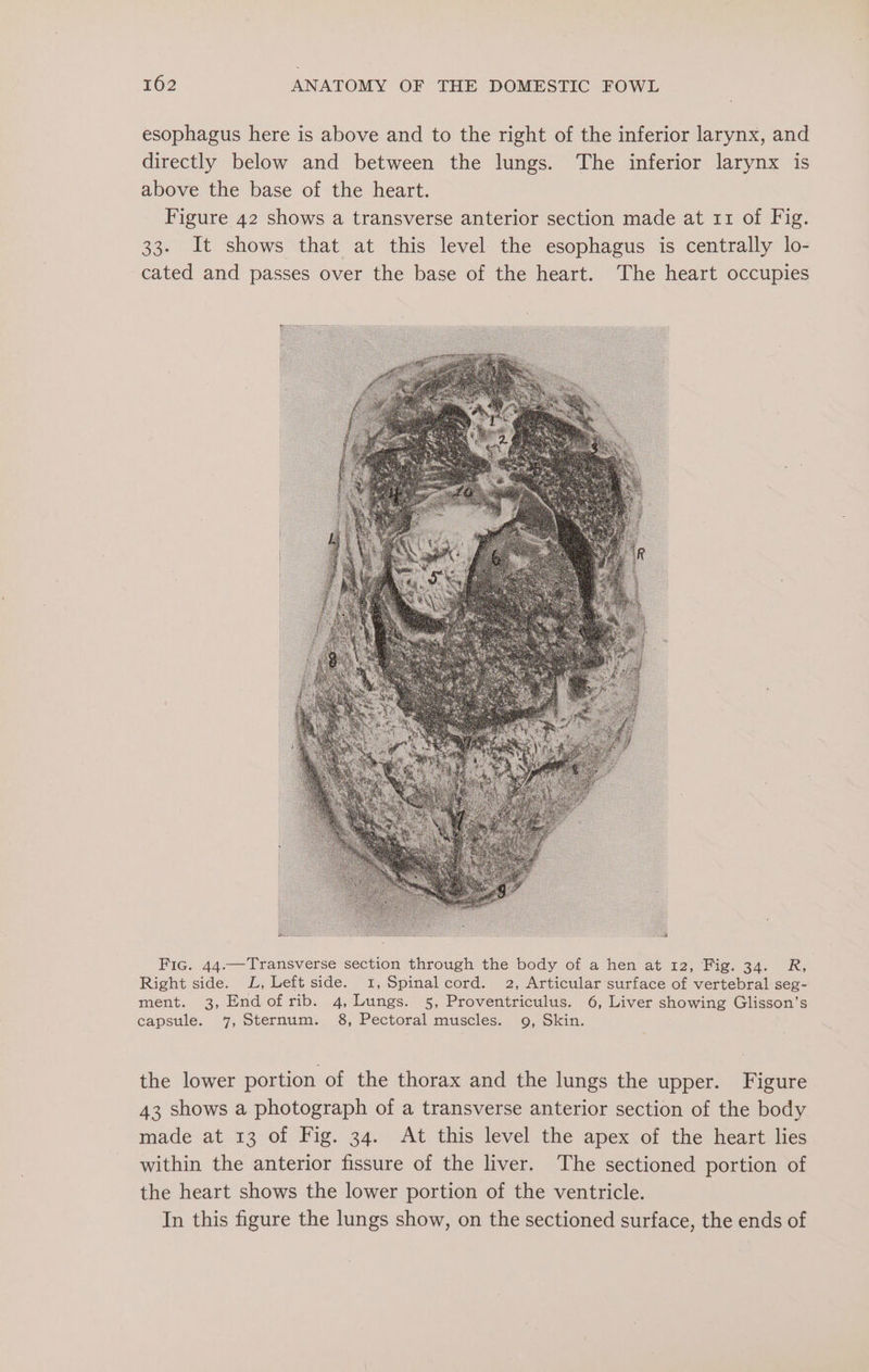 esophagus here is above and to the right of the inferior larynx, and directly below and between the lungs. The inferior larynx is above the base of the heart. Figure 42 shows a transverse anterior section made at 11 of Fig. 33. It shows that at this level the esophagus is centrally lo- cated and passes over the base of the heart. The heart occupies Fic. 44.—Transverse section through the body of a hen at 12, Fig. 34. R, Right side. L, Left side. 1, Spinalcord. 2, Articular surface of vertebral seg- ment. 3, Endofrib. 4, Lungs. 5, Proventriculus. 6, Liver showing Glisson’s capsule. 7, Sternum. 8, Pectoral muscles. 9, Skin. the lower portion of the thorax and the lungs the upper. Figure 43 shows a photograph of a transverse anterior section of the body made at 13 of Fig. 34. At this level the apex of the heart lies within the anterior fissure of the liver. The sectioned portion of the heart shows the lower portion of the ventricle. In this figure the lungs show, on the sectioned surface, the ends of