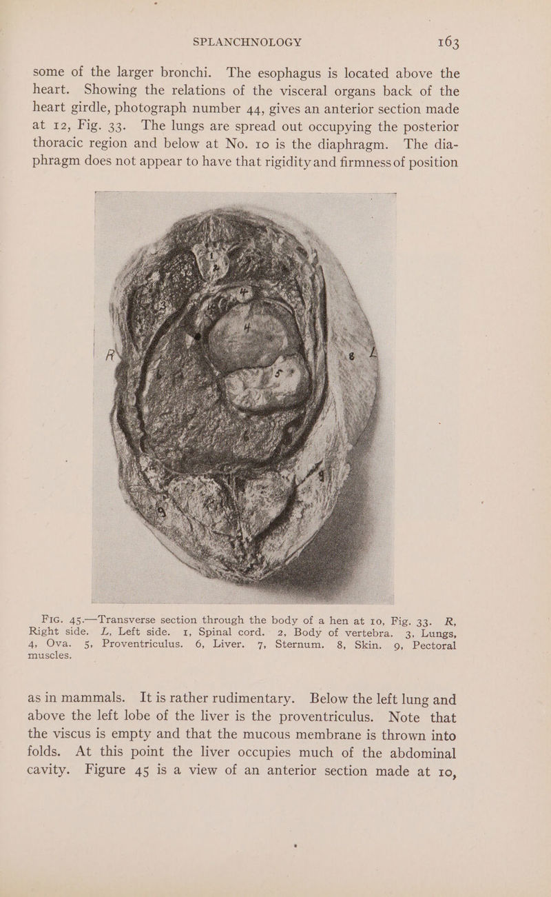 some of the larger bronchi. The esophagus is located above the heart. Showing the relations of the visceral organs back of the heart girdle, photograph number 44, gives an anterior section made at 12, Fig. 33. The lungs are spread out occupying the posterior thoracic region and below at No. 1o is the diaphragm. The dia- phragm does not appear to have that rigidity and firmness of position Fic. 45.—Transverse section through the body of a hen at 10, Fig. 33. R, Right side. L, Left side. 1, Spinal cord. 2, Body of vertebra. 3, Lungs, 4, Ova. 5, Proventriculus. 6, Liver. 7, Sternum. 8, Skin. 9, Pectoral muscles. asinmammals. Itis rather rudimentary. Below the left lung and above the left lobe of the liver is the proventriculus. Note that the viscus is empty and that the mucous membrane is thrown into folds. At this point the liver occupies much of the abdominal cavity. Figure 45 is a view of an anterior section made at 10,