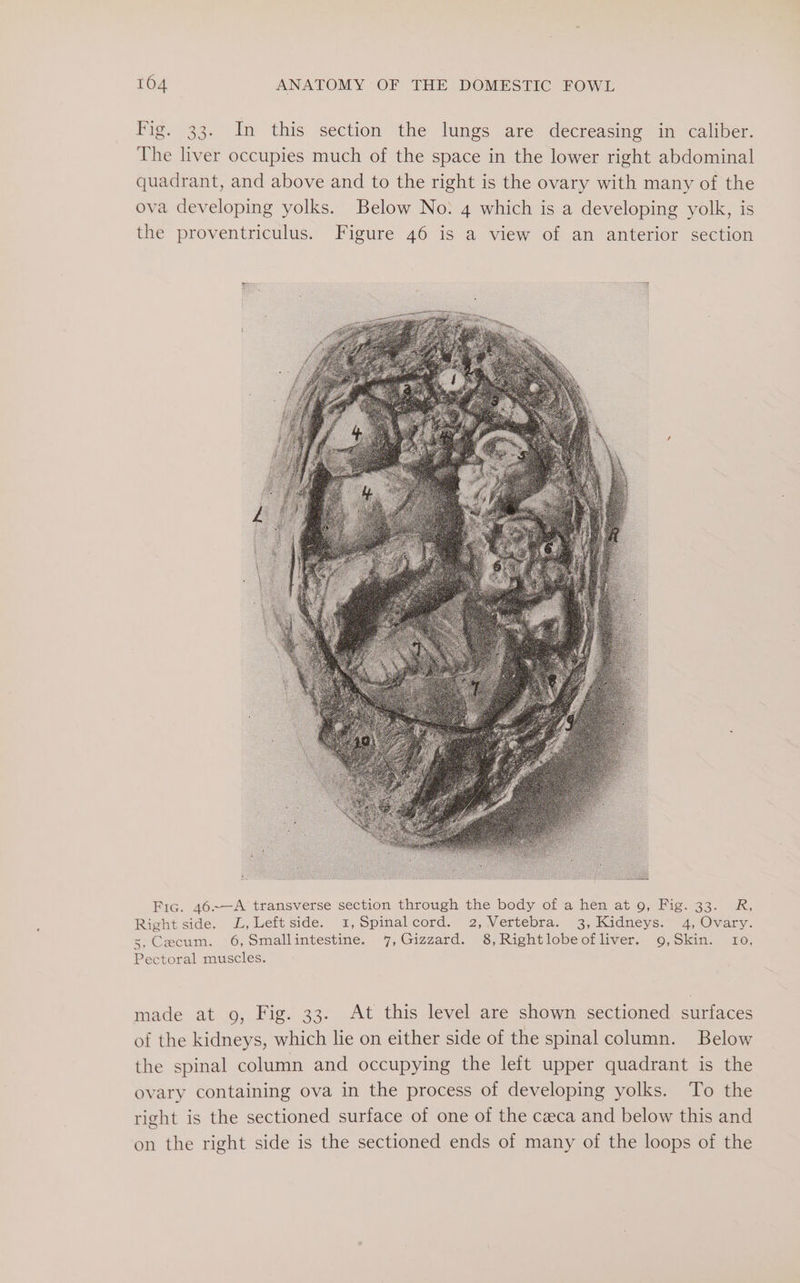 Fig. 33. In this section the lungs are decreasing in caliber. The liver occupies much of the space in the lower right abdominal quadrant, and above and to the right is the ovary with many of the ova developing yolks. Below No: 4 which is a developing yolk, is the proventriculus. Figure 46 is a view of an anterior section Fic. 46~—A transverse section through the body of a hen at 9, Fig. 33. R, Right side. L,Leftside. 1, Spinalcord. 2, Vertebra. 3, Kidneys. 4, Ovary. 5, Czecum. 6,Smallintestine. 7, Gizzard. 8,Rightlobeofliver. 9,Skin. 10, Pectoral muscles. made at o, Fig. 33. At this level are shown sectioned surfaces of the kidneys, which lie on either side of the spinal column. Below the spinal column and occupying the left upper quadrant is the ovary containing ova in the process of developing yolks. To the right is the sectioned surface of one of the ceca and below this and on the right side is the sectioned ends of many of the loops of the