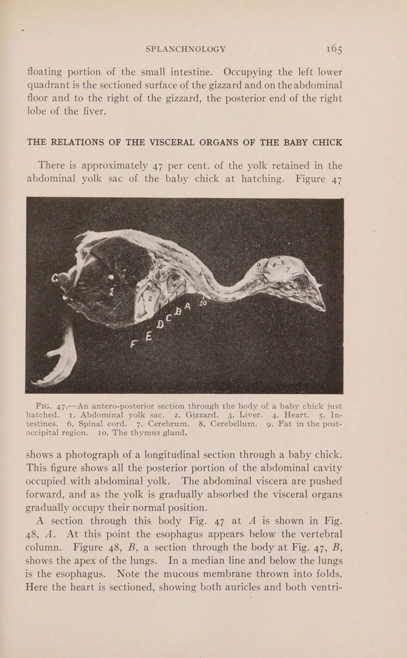 floating portion of the small intestine. Occupying the left lower quadrant is the sectioned surface of the gizzard and on the abdominal floor and to the right of the gizzard, the posterior end of the right lobe of the liver. THE RELATIONS OF THE VISCERAL ORGANS OF THE BABY CHICK There is approximately 47 per cent. of the yolk retained in the abdominal yolk sac of the baby chick at hatching. Figure 47 shows a photograph of a longitudinal section through a baby chick. This figure shows all the posterior portion of the abdominal cavity occupied with abdominal yolk. The abdominal viscera are pushed forward, and as the yolk is gradually absorbed the visceral organs gradually occupy their normal position. A section through this body Fig. 47 at A is shown in Fig. 48, A. At this point the esophagus appears below the vertebral column. Figure 48, B, a section through the body at Fig. 47, B, shows the apex of the lungs. In a median line and below the lungs is the esophagus. Note the mucous membrane thrown into folds. Here the heart is sectioned, showing both auricles and both ventri-