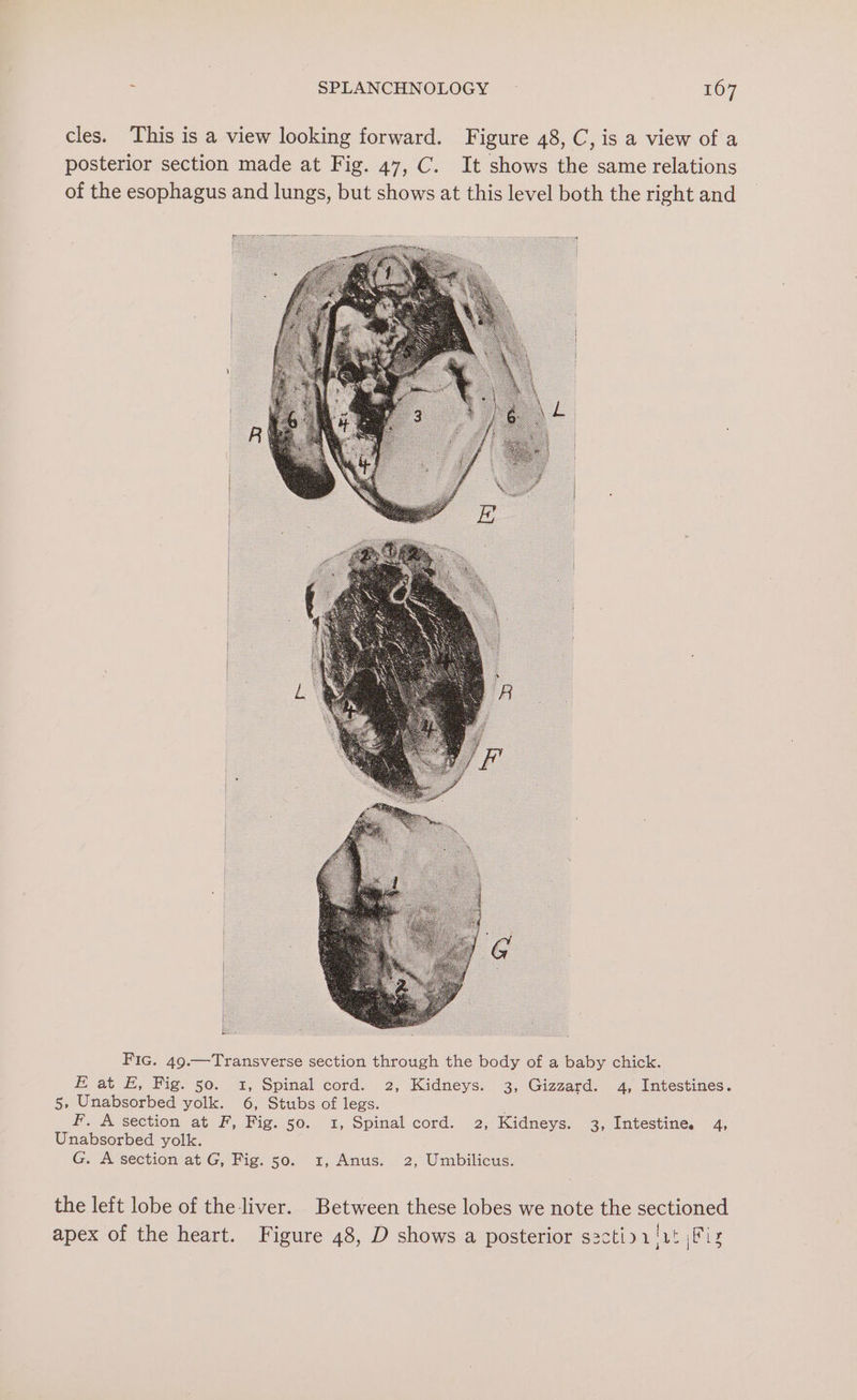 cles. This is a view looking forward. Figure 48, C, is a view of a posterior section made at Fig. 47, C. It shows the same relations of the esophagus and lungs, but shows at this level both the right and Fic. 49.—Transverse section through the body of a baby chick. E at -, Fig. 50. 1, Spinal cord. 2, Kidneys. 3, Gizzard. 4, Intestines. 5, Unabsorbed yolk. 6, Stubs of legs. ; F. A section at F, Fig. 50. 1, Spinal cord. 2, Kidneys. 3, Intestine. - 4, Unabsorbed yolk. G. A section at G, Fig. 50. 1, Anus. 2, Umbilicus. the left lobe of the liver. Between these lobes we note the sectioned apex of the heart. Figure 48, D shows a posterior s2ctiy1!ut Les