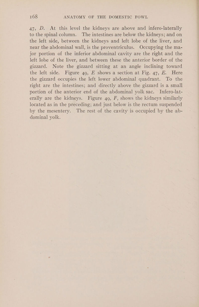 47, D. At this level the kidneys are above and infero-laterally to the spinal column. The intestines are below the kidneys; and on the left side, between the kidneys and left lobe of the liver, and near the abdominal wall, is the proventriculus. Occupying the ma- jor portion of the inferior abdominal cavity are the right and the left lobe of the liver, and between these the anterior border of the gizzard. Note the gizzard sitting at an angle inclining toward the left side. Figure 49, E shows a section at Fig. 47, EH. Here the gizzard occupies the left lower abdominal quadrant. To the right are the intestines; and directly above the gizzard is a small portion of the anterior end of the abdominal yolk sac. Infero-lat- erally are the kidneys. Figure 49, Ff, shows the kidneys similarly located as in the preceding; and just below is the rectum suspended by the mesentery. ‘The rest of the cavity is occupied by the ab- dominal yolk.