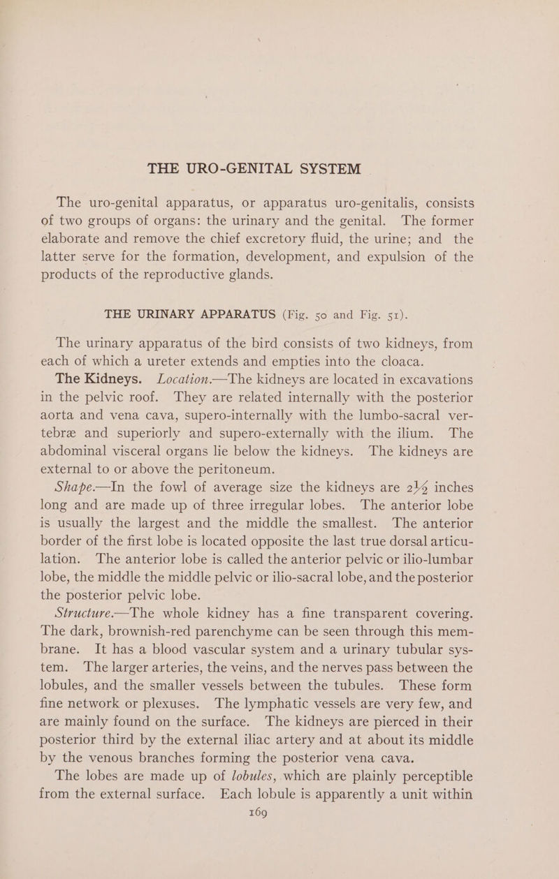 The uro-genital apparatus, or apparatus uro-genitalis, consists of two groups of organs: the urinary and the genital. The former elaborate and remove the chief excretory fluid, the urine; and the latter serve for the formation, development, and expulsion of the products of the reproductive glands. THE URINARY APPARATUS (Fig. so and Fig. 51). The urinary apparatus of the bird consists of two kidneys, from each of which a ureter extends and empties into the cloaca. The Kidneys. Location —The kidneys are located in excavations in the pelvic roof. They are related internally with the posterior aorta and vena cava, supero-internally with the lumbo-sacral ver- tebree and superiorly and supero-externally with the ilium. The abdominal visceral organs lie below the kidneys. The kidneys are external to or above the peritoneum. Shape.—In the fowl of average size the kidneys are 214 inches long and are made up of three irregular lobes. The anterior lobe is usually the largest and the middle the smallest. The anterior border of the first lobe is located opposite the last true dorsal articu- lation. The anterior lobe is called the anterior pelvic or ilio-lumbar lobe, the middle the middle pelvic or ilio-sacral lobe, and the posterior the posterior pelvic lobe. Structure—The whole kidney has a fine transparent covering. The dark, brownish-red parenchyme can be seen through this mem- brane. It has a blood vascular system and a urinary tubular sys- tem. The larger arteries, the veins, and the nerves pass between the lobules, and the smaller vessels between the tubules. These form fine network or plexuses. The lymphatic vessels are very few, and are mainly found on the surface. The kidneys are pierced in their posterior third by the external iliac artery and at about its middle by the venous branches forming the posterior vena cava. The lobes are made up of lobules, which are plainly perceptible from the external surface. Each lobule is apparently a unit within