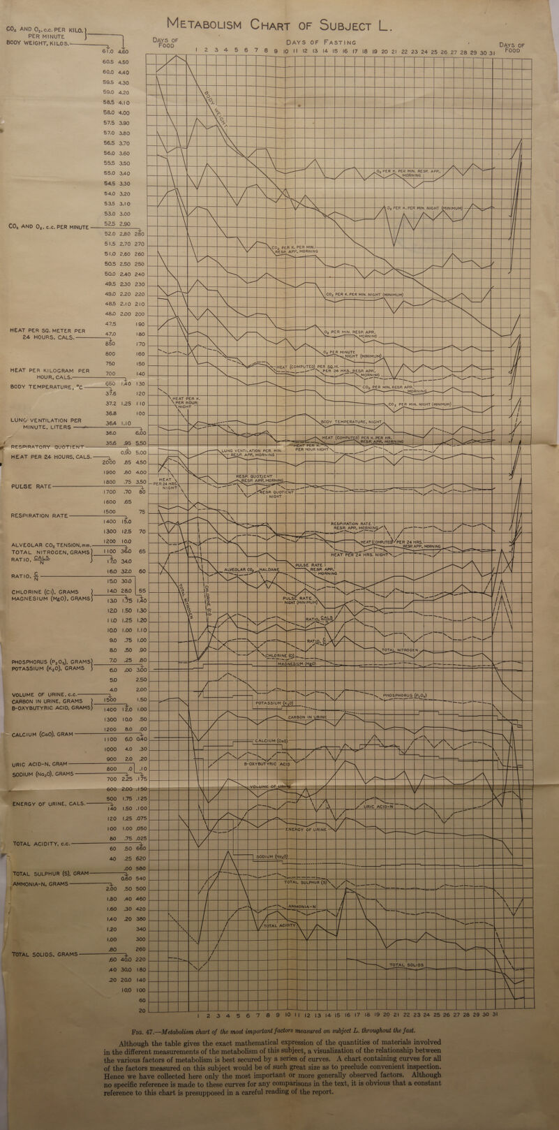 CO, AND 0,,c.c. PER KiLo.) METABOLISM CHART OF SUBJECT i PER MINUTE , BODY WEIGHT, KILOS,———__ | aie oF DAYS OF FASTING DAYS oF S16 ate 1 2.3 4 5 6 7 8 9 10 II 2 13 14 15 16 17 18 19 20 21 22 23 24 25 26 27 28 29 303; (F000 60.5 450 (3)) oO ° iN Lye) ° ot Deoan &amp; = a ; ; CO, AND 0,, ¢.c. PER MINUTE ao al] — NW |r ao of|u wm mw] NU ® |o So off my © SN © fommre} ed . N high eererrryeren = p i y y / Oo So ! ay Uv m a x vU m a = = cS o = 4 =&gt; = = x4 | ay oO Oo Oo -=- u Oo nm u oO oO 98 nm N a oO ro sim - ca ie Are ae : ; au C le y sa ae ae iia aed | com ‘‘ a aoe ov oO [o) ia¥) bh [o} nN $ oO He. CEP ae a th © wu iW) ® ro) re) Ww ro) ’ ff om © uo Nm - WwW i 1 N —- or SC a / BREECH HA 47.5 190 ee \ HEAT PER SQ. METER PER 47.0 180 24 HOURS, eee oe ae a ede ps hice | bea meee Pa - 750 150 me 700 140 le i HEAT PER KILOGRAM PER HOUR, CALS- BUEN wale a fs i, eee 7 | BODY TEMPERATURE, °C = lee = Rar are ae I 37.2 1.25 110 ae Neen oun mee oe Fe | Bee So See ee See = ya LUNG VENTILATION PER 364 1.10 ape et bid) MINUTE, LITERS ——-————_—_ = fs 36.0 6,00 | a i eae PPB Nes Nu vomuangy ren | PERTORNOR &lt;a &lt;a) Seen Soap; (o cencen RESP. QUOT, | oat oS EEERE wis RESP. QUOTIENT 1600 65 gear ita PS ee eg ee es 1400 15.0 CAPE NC PREECE ee RATE 1300 125 70 ae see ee ae Ne SCOP eT ital ELT cgptenceS ea A ete 3 RATIO, = 170 340 es | “aE pen te eS A ee ee A See rN ie | Pe eon co tee oe eS SERS pectoral CHLORINE (Cl), GRAMS) __!40 280 | 55 See te i2 east 42) 49522 S82 «eh SRRE ea ae ss een Gece dol || oes i) i eee RE 4a e=2e a 20 150 130|_| | | \ Se a f RESPIRATORY qvorient — 5.00 HEAT PER 24 HOURS, CALS. ——. 2000 85 450 1900 80 4.00 ae 1800 .75 350 penea nad NIGH 1700 .70 80 Z| rR ah ST Ty) PULSE RATE = =e N ny \ IN V 2 LY iS. = be! Lal ~~ nines ee | ae 8 EF 2 &gt;) (ae a — ~ — = a E 110 1.25 1 e 100 1.00 |. # 90 75 |. 2 80 50 90 ta 2 ? PHOSPHORUS (P,0s), GRAMS 7.0: 25. 80 Bene? 4 = ee Sa ee POTASSIUM (K20), GRAMS 60 .00 300 4.0 VOLUME OF URINE, c.c.——— CARBON IN URINE, GRAMS} !500 1.50} La  B-OXYBUTYRIC ACID, GRAMS) 1490 1k0 1.00|_| |_| IN 1300 10.0 as NI 1200 80 Eee 1100 6.0 oto] NA CALCIUM (CaO), GRAM &gt;) 1?) 1S eae ND ance canal me e } Gen SERRE. | fo Ny cl 2 2 a — POPC Lt ns aos OA aS i moo SZ St