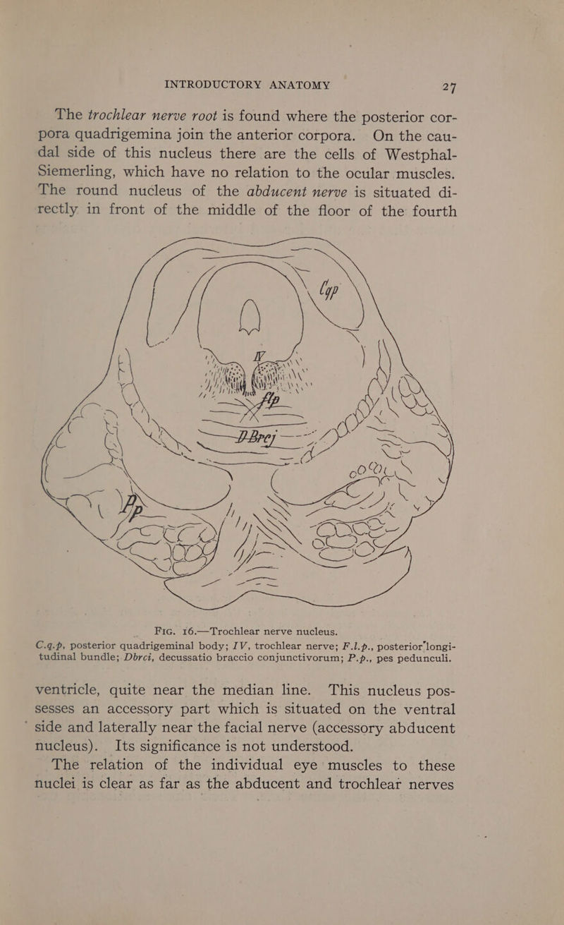 The trochlear nerve root is found where the posterior cor- pora quadrigemina join the anterior corpora. On the cau- dal side of this nucleus there are the cells of Westphal- Siemerling, which have no relation to the ocular muscles. The round nucleus of the abducent nerve is situated di- rectly in front of the middle of the floor of the fourth ventricle, quite near the median line. This nucleus pos- sesses an accessory part which is situated on the ventral ' side and laterally near the facial nerve (accessory abducent nucleus). Its significance is not understood. The relation of the individual eye muscles to these nuclei is clear as far as the abducent and trochlear nerves