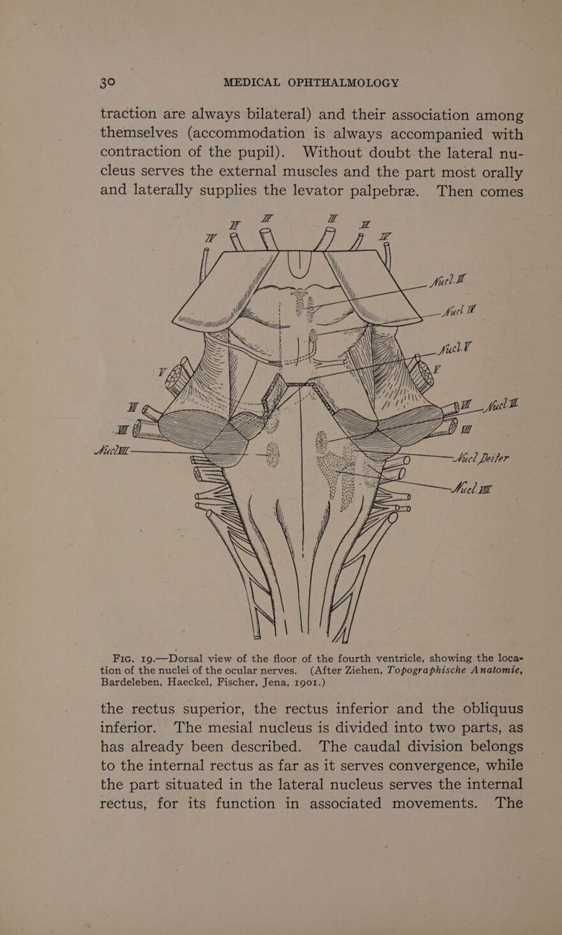 traction are always bilateral) and their association among themselves (accommodation is always accompanied with contraction of the pupil). Without doubt. the lateral nu- cleus serves the external muscles and the part most orally and laterally supplies the levator palpebrae. Then comes Aci AMycl Deiter MAivel W Fic. 19.—Dorsal view of the floor of the fourth ventricle, showing the loca- tion of the nuclei of the ocular nerves. (After Ziehen, Topographische Anatomie, Bardeleben, Haeckel, Fischer, Jena, 1901.) the rectus superior, the rectus inferior and the obliquus inferior. The mesial nucleus is divided into two parts, as has already been described. The caudal division belongs to the internal rectus as far as it serves convergence, while the part situated in the lateral nucleus serves the internal rectus, for its function in associated movements. The
