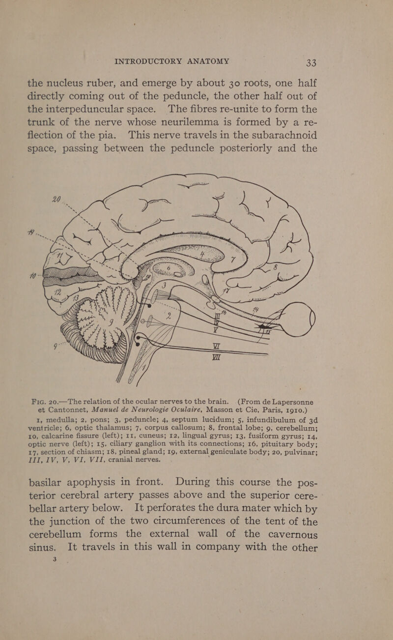 the nucleus ruber, and emerge by about 30 roots, one half directly coming out of the peduncle, the other half out of the interpeduncular space. The fibres re-unite to form the trunk of the nerve whose neurilemma is formed by a re- flection of the pia. ‘This nerve travels in the subarachnoid space, passing between the peduncle posteriorly and the fi itp YU ga ZB ° J iid UW; uatS ‘ i i Sees U4 Fic. 20.—The relation of the ocular nerves to the brain. (From de Lapersonne et Cantonnet, Manuel de Neurologie Oculaire, Masson et Cie, Paris, 1910.) I, medulla; 2, pons; 3, peduncle; 4, septum lucidum; 5, infundibulum of 3d ventricle; 6, optic thalamus; 7, corpus callosum; 8, frontal lobe; 9, cerebellum; 10, calcarine fissure (left); 11, cuneus; 12, lingual gyrus; 13, fusiform gyrus; 14, optic nerve (left); 15, ciliary ganglion with its connections; 16, pituitary body; 17, section of chiasm; 18, pineal gland; 19, external geniculate body; 20, pulvinar; Pri, V,.V; VI;-V1II, cranial nerves. ; . basilar apophysis in front. During this course the pos- terior cerebral artery passes above and the superior cere- ° bellar artery below. It perforates the dura mater which by the junction of the two circumferences of the tent of the cerebellum forms the external wall of the cavernous sinus. It travels in this wall in company with the other 3