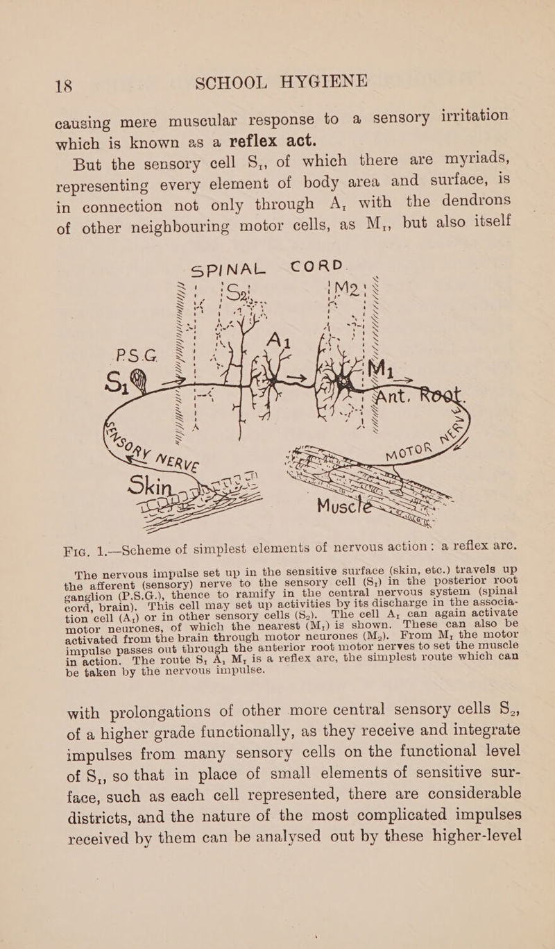 causing mere muscular response to a sensory irritation which is known as a reflex act. But the sensory cell S,, of which there are myriads, representing every element of body area and surface, is in connection not only through A, with the dendrons of other neighbouring motor cells, as M,, but also itself WN 2 2 &gt; fe A fe) D oO . ne, one n ween . =) -- = a a ad Fic. 1.—Scheme of simplest elements of nervous action: a reflex arc. The nervous impulse set up in the sensitive surface (skin, etc.) travels up the afferent (sensory) nerve to the sensory cell (S,) in the posterior root ganglion (P.8.G.), thence to ramify in the central nervous system (spinal cord, brain). This cell may set up activities by its discharge in the associa- tion cell (A;) or in other sensory cells (5z). The cell A; can again activate motor neurones, of which the nearest (M,) is shown. These can also be activated from the brain through motor neurones (M,). From M, the motor impulse passes out through the anterior root motor nerves to set the muscle in action. The route S,; A, M, is a reflex arc, the simplest route which can be taken by the nervous impulse. with prolongations of other more central sensory cells 58., of a higher grade functionally, as they receive and integrate impulses from many sensory cells on the functional level of S,, so that in place of small elements of sensitive sur- face, such as each cell represented, there are considerable districts, and the nature of the most complicated impulses received by them can be analysed out by these higher-level