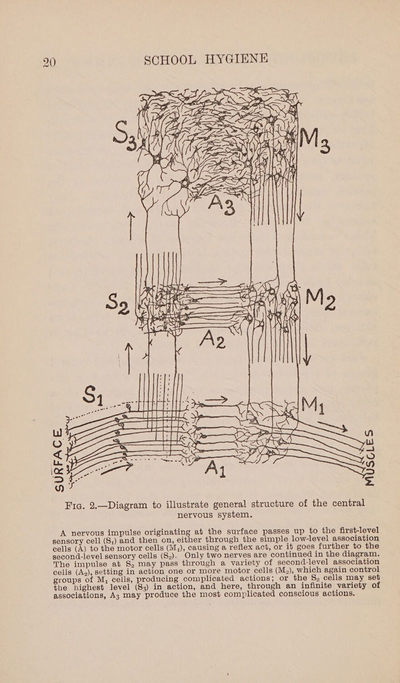  It Ne ’ =~ =e | EE ON eee SM , aS ak OS oe ——— MUSCLES Ne SURFACE \ 5 f &gt; _— Fig. 2.—Diagram to illustrate general structure of the central neryous system. A nervous impulse originating at the surface passes up to the first-level sensory cell (S,) and then on, either through the simple low-level association cells (A) to the motor cells (M,), causing a reflex act, or it goes further to the second-level sensory cells (S2). Only two nerves are continued in the diagram. The impulse at S, may pass through a variety of second-level association cells (A,), setting in action one or more motor cells (Mz), which again control groups of M, cells, producing complicated actions; or the S, cells may set the. highest level (83) in action, and here, through an infinite variety of associations, Az may produce the most complicated conscious actions.