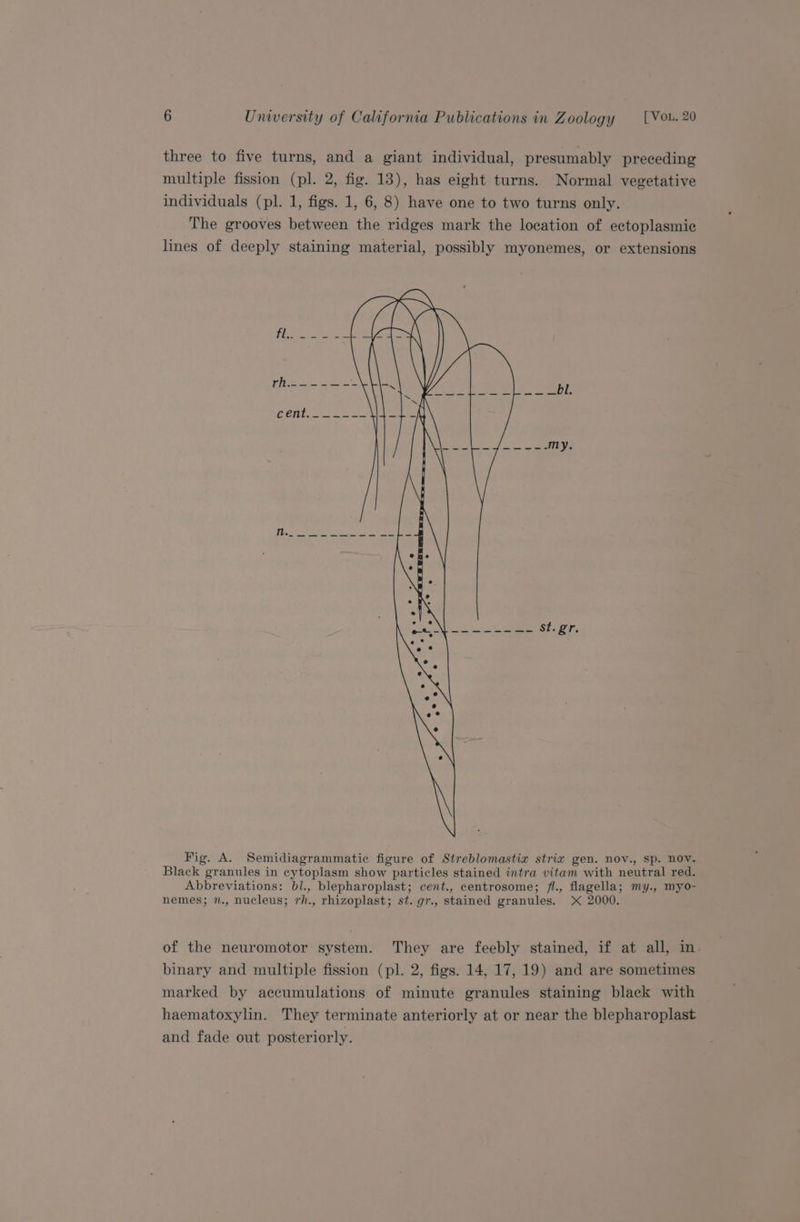 three to five turns, and a giant individual, presumably preceding multiple fission (pl. 2, fig. 13), has eight turns. Normal vegetative individuals (pl. 1, figs. 1, 6, 8) have one to two turns only. The grooves between the ridges mark the location of ectoplasmie lines of deeply staining material, possibly myonemes, or extensions Fig. A. Semidiagrammatic figure of Streblomastix strix gen. nov., sp. nov. Black granules in cytoplasm show particles stained intra vitam with neutral red. Abbreviations: bl., blepharoplast; cent., centrosome; fl., flagella; my., myo- nemes; n., nucleus; rh., rhizoplast; st. gr., stained granules. X 2000. of the neuromotor system. They are feebly stained, if at all, in. binary and multiple fission (pl. 2, figs. 14, 17, 19) and are sometimes marked by accumulations of minute granules staining black with haematoxylin. They terminate anteriorly at or near the blepharoplast and fade out posteriorly.