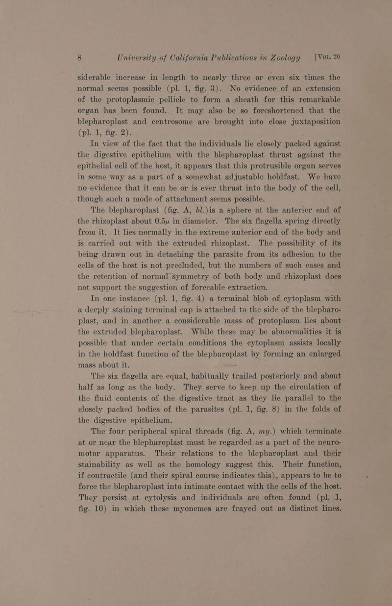 siderable increase in length to nearly three or even six times the normal seems possible (pl. 1, fig. 3). No evidence of an extension of the protoplasmic pellicle to form a sheath for this remarkable organ has been found. It may also be so foreshortened that the blepharoplast and centrosome are brought into close juxtaposition (plal: dig 2a, In view of the fact that the individuals lie closely packed against the digestive epithelium with the blepharoplast thrust against the epithelial cell of the host, it appears that this protrusible organ serves in some way as a part of a somewhat adjustable holdfast. We have no evidence that it can be or is ever thrust into the body of the cell, though such a mode of attachment seems possible. The blepharoplast (fig. A, bl.)is a sphere at the anterior end of the rhizoplast about 0.54 in diameter. The six flagella spring directly from it. It lies normally in the extreme anterior end of the body and is carried out with the extruded rhizoplast. The possibility of its being drawn out in detaching the parasite from its adhesion to the eells of the host is not precluded, but the numbers of such eases and the retention’ of normal symmetry of both body and rhizoplast does not support the suggestion of forceable extraction. In one instance (pl. 1, fig. 4) a terminal blob of cytoplasm with a deeply staining terminal cap is attached to the side of the blepharo- plast, and in another a considerable mass of protoplasm lies about the extruded blepharoplast. While these may be abnormalities it is possible that under certain conditions the cytoplasm assists locally in the holdfast function of the blepharoplast by forming an enlarged mass about it. The six flagella are equal, habitually trailed posteriorly and about half as long as the body. They serve to keep up the circulation of the fluid contents of the digestive tract as they lie parallel to the closely packed bodies of the parasites (pl. 1, fig. 8) in the folds of the digestive epithelium. The four peripheral spiral threads (fig. A, my.) which terminate at or near the blepharoplast must be regarded as a part of the neuro- motor apparatus. Their relations to the blepharoplast and their stainability as well as the homology suggest this. Their function, if contractile (and their spiral course indicates this), appears to be to force the blepharoplast into intimate contact with the cells of the host. They persist at cytolysis and individuals are often found (pl. 1, fig. 10) in which these myonemes are frayed out as distinct lines.