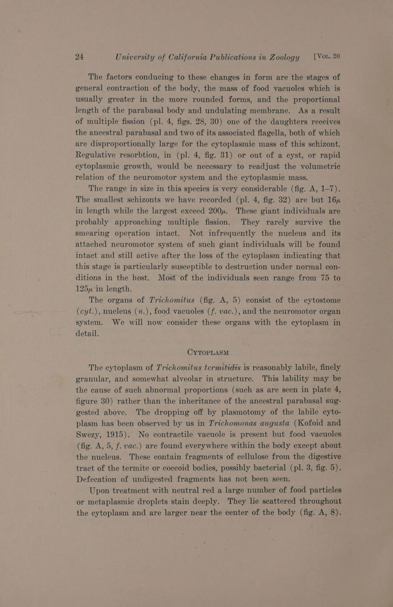 The factors conducing to these changes in form are the stages of general contraction of the body, the mass of food vacuoles which is usually greater in the more rounded forms, and the proportional length of the parabasal body and undulating membrane. As a result of multiple fission (pl. 4, figs. 28, 30) one of the daughters receives the ancestral parabasal and two of its associated flagella, both of which are disproportionally large for the cytoplasmic mass of this schizont. Regulative resorbtion, in (pl. 4, fig. 31) or out of a eyst, or rapid eytoplasmie growth, would be necessary to readjust the volumetric relation of the neuromotor system and the cytoplasmic mass. The range in size in this species is very considerable (fig. A, 1-7). The smallest schizonts we have recorded (pl. 4, fig. 832) are but 16u in length while the largest exceed 200u. These giant individuals are probably approaching multiple fission. They rarely survive the smearing operation intact. Not infrequently the nucleus and its attached neuromotor system of such giant individuals will be found intact and still active after the loss of the cytoplasm indicating that this stage is particularly susceptible to destruction under normal con- ditions in the host. Most of the individuals seen range from 75 to 125y‘in length. The organs of Trichomitus (fig. A, 5) consist of the cytostome (cyt.), nucleus (n.), food vacuoles (f. vac.), and the neuromotor organ system. We will now consider these organs with the eytoplasm in detail. CYTOPLASM The cytoplasm of Trichomitus termitidis is reasonably labile, finely granular, and somewhat alveolar in structure. This lability may be the cause of such abnormal proportions (such as are seen in plate 4, figure 30) rather than the inheritance of the ancestral parabasal sug- gested above. The dropping off by plasmotomy of the labile cyto- plasm has been observed by us in Trichomonas augusta (Kofoid and Swezy, 1915). No contractile vacuole is present but food vacuoles (fig. A, 5, f. vac.) are found everywhere within the body except about the nucleus. These contain fragments of cellulose from the digestive tract of the termite or coccoid bodies, possibly bacterial (pl. 3, fig. 5). Defecation of undigested fragments has not been seen. Upon treatment with neutral red a large number of food particles or metaplasmic droplets stain deeply. They he scattered throughout the cytoplasm and are larger near the center of the body (fig. A, 8).