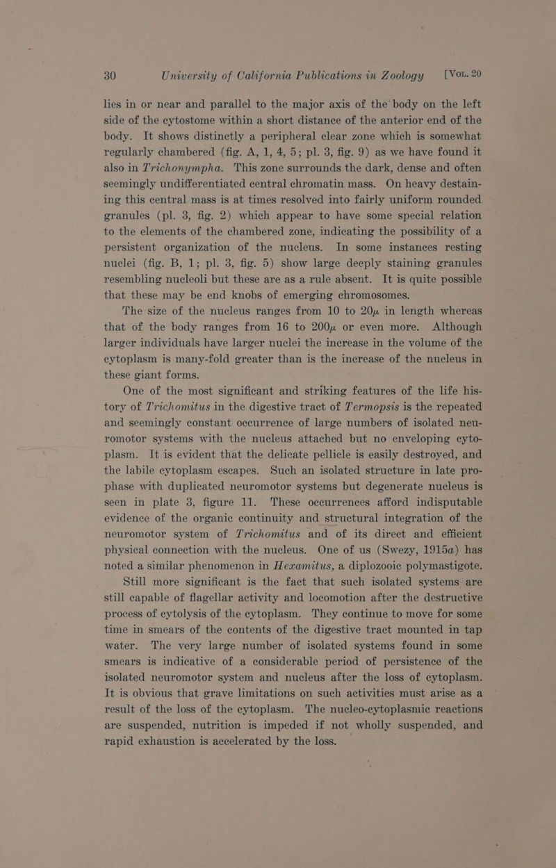 lies in or near and parallel to the major axis of the body on the left side of the cytostome within a short distance of the anterior end of the body. It shows distinctly a peripheral clear zone which is somewhat regularly chambered (fig. A, 1, 4, 5; pl. 3, fig. 9) as we have found it also in Trichonympha. This zone surrounds the dark, dense and often seemingly undifferentiated central chromatin mass. On heavy destain- ing this central mass is at times resolved into fairly uniform rounded granules (pl. 3, fig. 2) which appear to have some special relation to the elements of the chambered zone, indicating the possibility of a persistent organization of the nucleus. In some instances resting nuclei (fig. B, 1; pl. 3, fig. 5) show large deeply staining granules resembling nucleoli but these are as a rule absent. It is quite possible that these may be end knobs of emerging chromosomes. The size of the nucleus ranges from 10 to 20u in length whereas that of the body ranges from 16 to 2004 or even more. Although larger individuals have larger nuclei the increase in the volume of the cytoplasm is many-fold greater than is the increase of the nucleus in these giant forms. One of the most significant and striking features of the life his- tory of Trichomitus in the digestive tract of Termopsis is the repeated and seemingly constant occurrence of large numbers of isolated neu- romotor systems with the nucleus attached but no enveloping ecyto- plasm. It is evident that the delicate pellicle is easily destroyed, and the labile cytoplasm escapes. Such an isolated structure in late pro- phase with duplicated neuromotor systems but degenerate nucleus is seen in plate 3, figure 11. These occurrences afford indisputable evidence of the organic continuity and structural integration of the neuromotor system of Zrichomitus and of its direct and efficient physical connection with the nucleus. One of us (Swezy, 1915a) has noted a similar phenomenon in Hexamitus, a diplozooie polymastigote. Still more significant is the fact that such isolated systems are still capable of flagellar activity and locomotion after the destructive process of cytolysis of the cytoplasm. They continue to move for some time in smears of the contents of the digestive tract mounted in tap water. The very large number of isolated systems found in some smears is indicative of a considerable period of persistence of the isolated neuromotor system and nucleus after the loss of cytoplasm. It is obvious that grave limitations on such activities must arise as a result of the loss of the cytoplasm. The nucleo-cytoplasmic reactions are suspended, nutrition is impeded if not wholly suspended, and rapid exhaustion is accelerated by the loss.