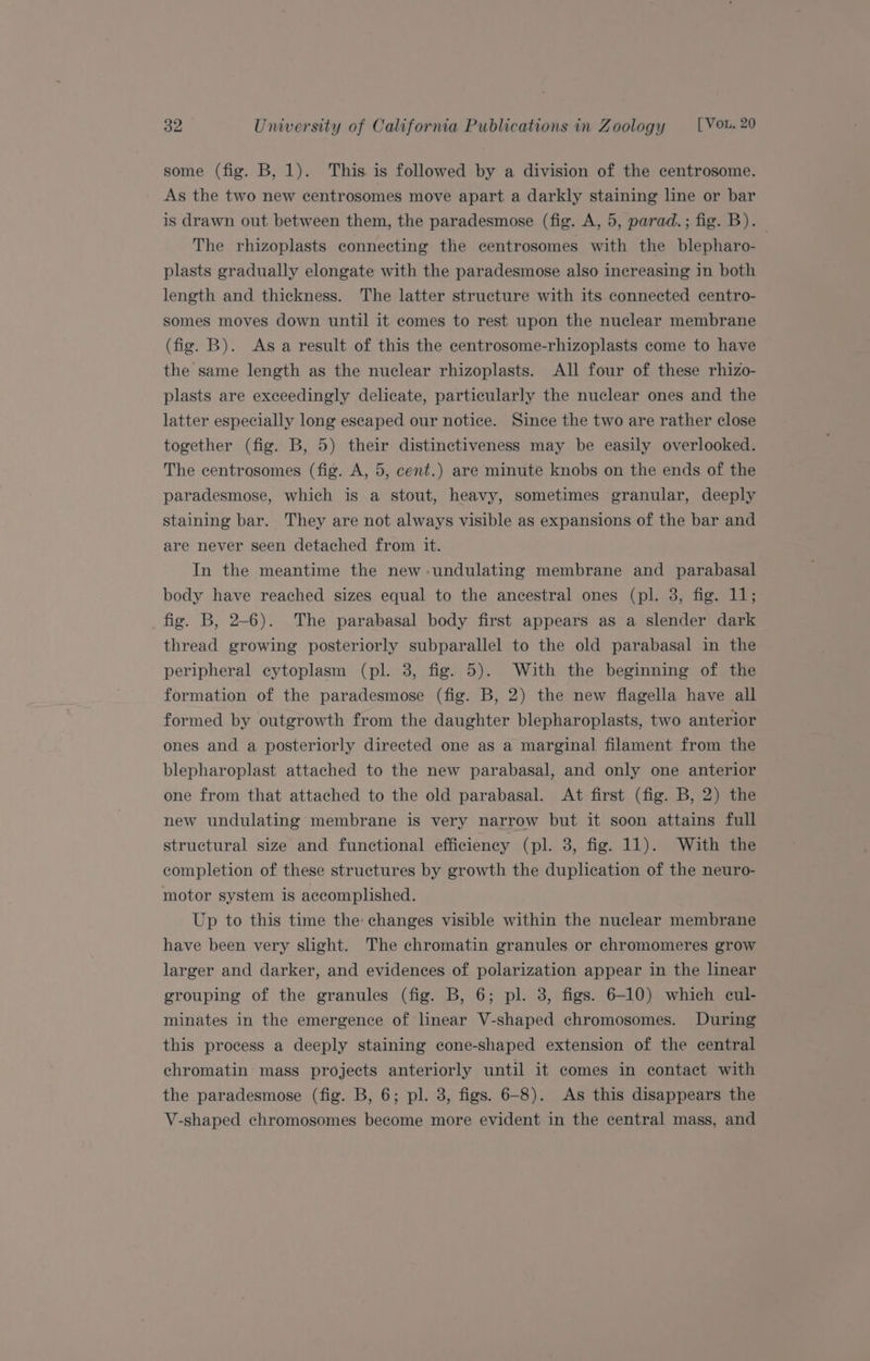 some (fig. B, 1). This is followed by a division of the centrosome. As the two new centrosomes move apart a darkly staining line or bar is drawn out between them, the paradesmose (fig. A, 5, parad.; fig. B).— The rhizoplasts connecting the centrosomes with the blepharo- plasts gradually elongate with the paradesmose also increasing in both length and thickness. The latter structure with its connected centro- somes moves down until it comes to rest upon the nuclear membrane (fig. B). Asa result of this the centrosome-rhizoplasts come to have the same length as the nuclear rhizoplasts. All four of these rhizo- plasts are exceedingly delicate, particularly the nuclear ones and the latter especially long escaped our notice. Since the two are rather close together (fig. B, 5) their distinctiveness may be easily overlooked. The centrosomes (fig. A, 5, cent.) are minute knobs on the ends of the paradesmose, which is a stout, heavy, sometimes granular, deeply staining bar. They are not always visible as expansions of the bar and are never seen detached from it. In the meantime the new undulating membrane and parabasal body have reached sizes equal to the ancestral ones (pl. 3, fig. 11; fig. B, 2-6). The parabasal body first appears as a slender dark thread growing posteriorly subparallel to the old parabasal in the peripheral cytoplasm (pl. 3, fig. 5). With the beginning of the formation of the paradesmose (fig. B, 2) the new flagella have all formed by outgrowth from the daughter blepharoplasts, two anterior ones and a posteriorly directed one as a marginal filament from the blepharoplast attached to the new parabasal, and only one anterior one from that attached to the old parabasal. At first (fig. B, 2) the new undulating membrane is very narrow but it soon attains full structural size and functional efficiency (pl. 3, fig. 11). With the completion of these structures by growth the duplication of the neuro- motor system is accomplished. Up to this time the changes visible within the nuclear membrane have been very slight. The chromatin granules or chromomeres grow larger and darker, and evidences of polarization appear in the linear grouping of the granules (fig. B, 6; pl. 3, figs. 6-10) which eul- minates in the emergence of linear V-shaped chromosomes. During this process a deeply staining cone-shaped extension of the central chromatin mass projects anteriorly until it comes in contact with the paradesmose (fig. B, 6; pl. 3, figs. 6-8). As this disappears the V-shaped chromosomes become more evident in the central mass, and