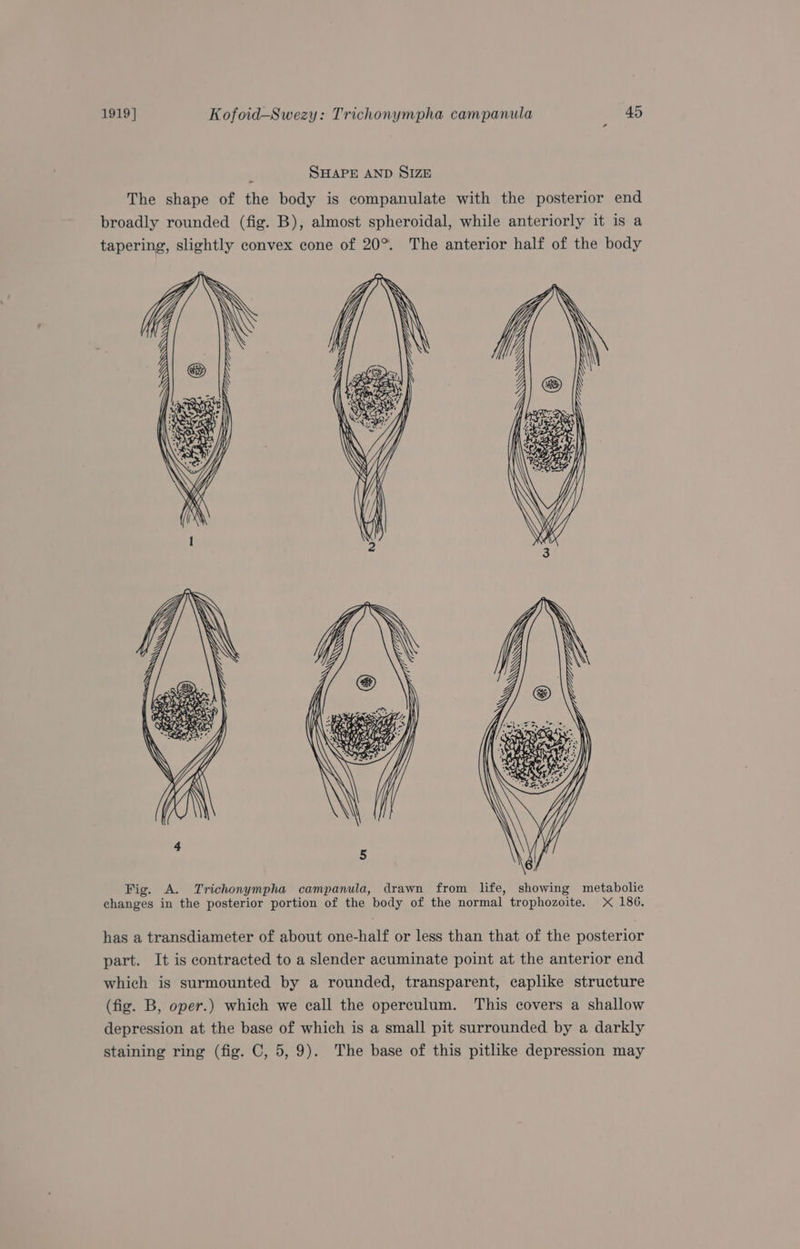 ‘ SHAPE AND SIZE The shape of the body is companulate with the posterior end broadly rounded (fig. B), almost spheroidal, while anteriorly it is a tapering, slightly convex cone of 20°. The anterior half of the body Fig. A. Trichonympha campanula, drawn from life, showing metabolic changes in the posterior portion of the body of the normal trophozoite. X 186. has a transdiameter of about one-half or less than that of the posterior part. It is contracted to a slender acuminate point at the anterior end which is surmounted by a rounded, transparent, caplike structure (fig. B, oper.) which we call the operculum. This covers a shallow depression at the base of which is a small pit surrounded by a darkly staining ring (fig. C, 5,9). The base of this pitlike depression may