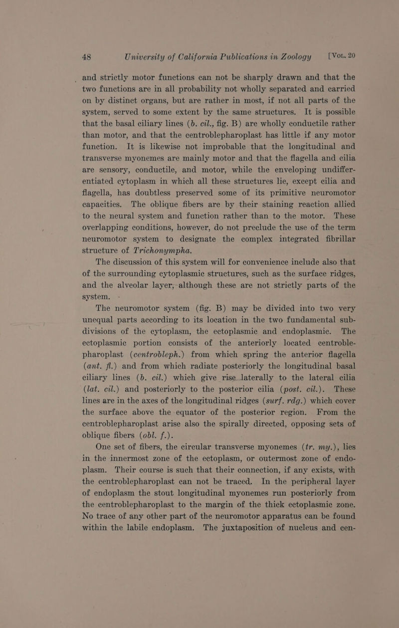 _ and strictly motor functions can not be sharply drawn and that the two functions are in all probability not wholly separated and carried on by distinct organs, but are rather in most, if not all parts of the system, served to some extent by the same structures. It is possible that the basal ciliary lines (0. cil., fig. B) are wholly conductile rather than motor, and that the centroblepharoplast has little if any motor function. It is likewise not improbable that the longitudinal and transverse myonemes are mainly motor and that the flagella and cila are sensory, conductile, and motor, while the enveloping undiffer- entiated cytoplasm in which all these structures lie, except cilia and flagella, has doubtless preserved some of its primitive neuromotor capacities. The oblique fibers are by their staining reaction allied to the neural system and function rather than to the motor. These overlapping conditions, however, do not preclude the use of the term neuromotor system to designate the complex integrated fibrillar structure of Trichonympha. The discussion of this system will for convenience include also that of the surrounding cytoplasmic structures, such as the surface ridges, and the alveolar layer, although these are not strictly parts of the system. The neuromotor system (fig. B) may be divided into two very unequal parts according to its location in the two fundamental sub- divisions of the cytoplasm, the ectoplasmie and endoplasmic. The ectoplasmie portion consists of the anteriorly located centroble- pharoplast (centrobleph.) from which spring the anterior flagella (ant. fl.) and from which radiate posteriorly the longitudinal basal ciliary lines (0. cil.) which give rise laterally to the lateral cilia (lat. cil.) and posteriorly to the posterior cilia (post. cil.). These lines are in the axes of the longitudinal ridges (surf. rdg.) which cover the surface above the -equator of the posterior region. From the centroblepharoplast arise also the spirally directed, opposing sets of oblique fibers (obl. f.). One set of fibers, the circular transverse myonemes (tr. my.), lies in the innermost zone of the ectoplasm, or outermost zone of endo- plasm. Their course is such that their connection, if any exists, with the centroblepharoplast can not be traced. In the peripheral layer of endoplasm the stout longitudinal myonemes run posteriorly from the centroblepharoplast to the margin of the thick ectoplasmic zone. No trace of any other part of the neuromotor apparatus can be found within the labile endoplasm. The juxtaposition of nucleus and cen-