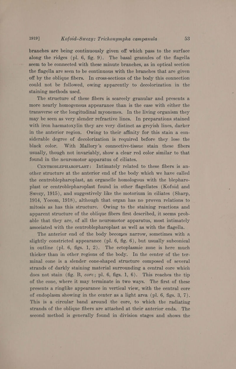branches are being continuously given off which pass to the surface along the ridges (pl. 6, fig. 9). The basal granules of the flagella seem to be connected with these minute branches, as in optical section the flagella are seen to be continuous with the branches that are given off by the oblique fibers. In cross-sections of the body this connection could not be followed, owing apparently to decolorization in the staining methods used. The structure of these fibers is scarcely granular and presents a more nearly homogenous appearance than is the case with either the transverse or the longitudinal myonemes. In the living organism they may be seen as very slender refractive lines. In preparations stained with iron haematoxylin they are very distinct as greyish lines, darker in the anterior region. Owing to their affinity for this stain a con- siderable degree of decolorization is required before they lose the black color. With Mallory’s connective-tissue stain these fibers usually, though not invariably, show a clear red color similar to that found in the neuromotor apparatus of ciliates. CENTROBLEPHAROPLAST: Intimately related to these fibers is an- other structure at the anterior end of the body which we have called the ecentroblepharoplast, an organelle homologous with the blepharo- plast or centroblepharoplast found in other flagellates (Kofoid and Swezy, 1915), and suggestively lke the motorium in ciliates (Sharp, 1914, Yocom, 1918), although that organ has no proven relations to mitosis as has this structure. Owing to the staining reactions and apparent structure of the oblique fibers first described, it seems prob- able that they are, of all the neuromotor apparatus, most intimately associated with the centroblepharoplast as well as with the flagella. The anterior end of the body becomes narrow, sometimes with a slightly constricted appearance (pl. 6, fig. 6), but usually subconical in outline (pl. 6, figs. 1, 2). The ectoplasmic zone is here much thicker than in other regions of the body. In the center of the ter- minal cone is a slender cone-shaped structure composed of several strands of darkly staining material surrounding a central core which does not stain (fig. B, core; pl. 6, figs. 1, 6). This reaches the tip of the cone, where it may terminate in two ways. The first of these presents a ringlike appearance in vertical view, with the central core of endoplasm showing in the center as a light area (pl. 6, figs. 3, 7). This is a circular band around the core, to which the radiating strands of the oblique fibers are attached at their anterior ends. The second method is generally found in division stages and shows the