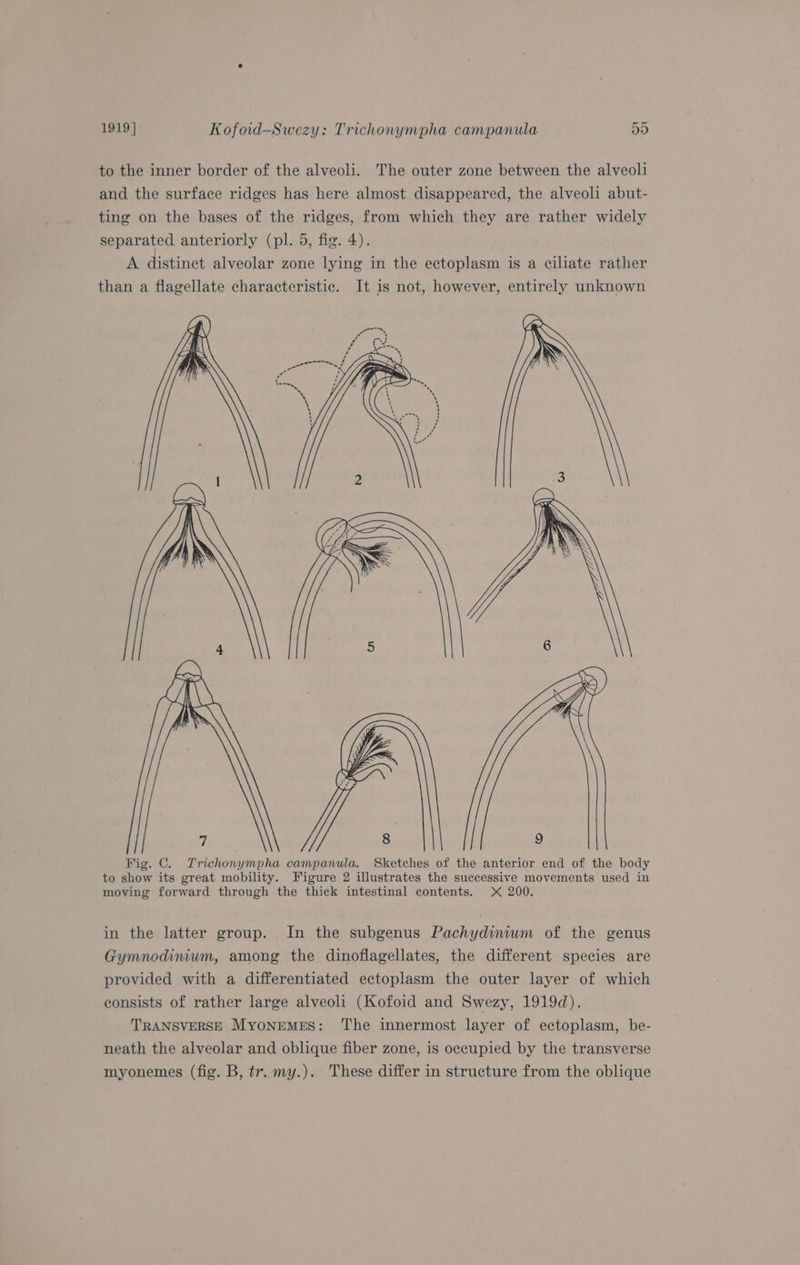 to the inner border of the alveoli. The outer zone between the alveoli and the surface ridges has here almost disappeared, the alveoli abut- ting on the bases of the ridges, from which they are rather widely separated anteriorly (pl. 5, fig. 4). A distinct alveolar zone lying in the ectoplasm is a ciliate rather than a flagellate characteristic. It is not, however, entirely unknown Fig. C. Trichonympha campanula. Sketches of the anterior end of the body to show its great mobility. Figure 2 illustrates the successive movements used in moving forward through the thick intestinal contents. X 200. in the latter group. In the subgenus Pachydinium of the genus Gymnodinum, among the dinoflagellates, the different species are provided with a differentiated ectoplasm the outer layer of which consists of rather large alveoli (Kofoid and Swezy, 1919d). TRANSVERSE Myonrmrs: The innermost layer of ectoplasm, be- neath the alveolar and oblique fiber zone, is occupied by the transverse myonemes (fig. B, tr. my.). These differ in structure from the oblique