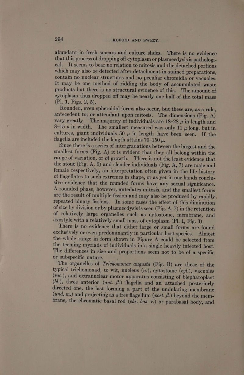 abundant in fresh smears and culture slides. There is no evidence that this process of dropping off cytoplasm or plasmecdysis is pathologi- cal. It seems to bear no relation to mitosis and the detached portions which may also be detected after detachment in stained preparations, contain no nuclear structures and no peculiar chromidia or vacuoles. It may be one method of ridding the body of accumulated waste products but there is no structural evidence of this. The amount of cytoplasm thus dropped off may be nearly one half of the total mass (Pl. 1,.Figs.2; 5). Rounded, even spheroidal forms also occur, but these are, as a rule, antecedent to, or attendant upon mitosis. The dimensions (Fig. A) vary greatly. The majority of individuals are 18-28 y in length and 8-15 » in width. The smallest measured was only 11 long, but in cultures, giant individuals 50 uw in length have been seen. If the flagella are included the length attains 70-150 u. Since there is a series of intergradations between the largest and the smallest forms (Fig. A) it is evident that they all belong within the range of variation, or of growth. There is not the least evidence that the stout (Fig. A, 6) and slender individuals (Fig. A, 7) are male and female respectively, an interpretation often given in the life history of flagellates to such extremes in shape, or as yet in our hands conclu- sive evidence that the rounded forms have any sexual significance. A rounded phase, however, antedates mitosis, and the smallest forms are the result of multiple fission and may also be produced by rapidly. repeated binary fissions. In some cases the effect of this diminution of size by division or by plasmecdysis is seen (Fig. A, 7) in the retention of relatively large organelles such as cytostome, membrane, and axostyle with a relatively small mass of cytoplasm (PI. 1, Fig. 3). There is no evidence that either large or small forms are found exclusively or even predominantly in particular host species. Almost the whole range in form shown in Figure A could be selected from the teeming myriads of individuals in‘a single heavily infected host. The differences in size and proportions seem not to be of a specific or subspecific nature. . The organelles of Trichomonas augusta (Fig. B) are those of the typical trichomonad, to wit, nucleus (n.), cytostome (cyt.), vacuoles (vac.), and extranuclear motor apparatus consisting of blepharoplast (6l.), three anterior (ant. fl.) flagella and an attached posteriorly directed one, the last forming a part of the undulating membrane (und. m.) and projecting as a free flagellum (post. fl.) beyond the mem- brane, the chromatic basal rod (chr. bas. r.) or parabasal body, and