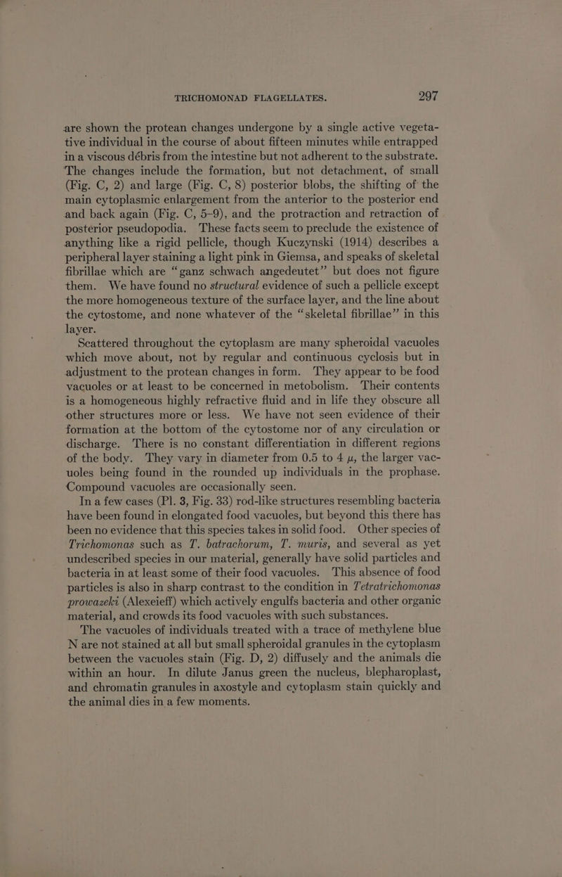 are shown the protean changes undergone by a single active vegeta- tive individual in the course of about fifteen minutes while entrapped in a viscous débris from the intestine but not adherent to the substrate. The changes include the formation, but not detachment, of small (Fig. C, 2) and large (Fig. C, 8) posterior blobs, the shifting of the main cytoplasmic enlargement from the anterior to the posterior end and back again (Fig. C, 5-9), and the protraction and retraction of postérior pseudopodia. These facts seem to preclude the existence of anything like a rigid pellicle, though Kuczynski (1914) describes a peripheral layer staining a light pink in Giemsa, and speaks of skeletal fibrillae which are “ganz schwach angedeutet” but does not figure them. We have found no structural evidence of such a pellicle except the more homogeneous texture of the surface layer, and the line about the cytostome, and none whatever of the “skeletal fibrillae” in this layer. Scattered throughout the cytoplasm are many spheroidal vacuoles which move about, not by regular and continuous cyclosis but in adjustment to the protean changes in form. They appear to be food vacuoles or at least to be concerned in metobolism. ‘Their contents is a homogeneous highly refractive fluid and in life they obscure all other structures more or less. We have not seen evidence of their formation at the bottom of the cytostome nor of any circulation or discharge. There is no constant differentiation in different regions of the body. They vary in diameter from 0.5 to 4 u, the larger vac- uoles being found in the rounded up individuals in the prophase. Compound vacuoles are occasionally seen. In a few cases (PI. 3, Fig. 33) rod-like structures resembling bacteria have been found in elongated food vacuoles, but beyond this there has been no evidence that this species takes in solid food. Other species of Trichomonas such as T. batrachorum, T. muris, and several as yet undescribed species in our material, generally have solid particles and bacteria in at least some of their food vacuoles. This absence of food particles is also in sharp contrast to the condition in Tetratrachomonas prowazeki (Alexeieff) which actively engulfs bacteria and other organic material, and crowds its food vacuoles with such substances. The vacuoles of individuals treated with a trace of methylene blue N are not stained at all but small spheroidal granules in the cytoplasm between the vacuoles stain (Fig. D, 2) diffusely and the animals die within an hour. In dilute Janus green the nucleus, blepharoplast, and chromatin granules in axostyle and cytoplasm stain quickly and the animal dies in a few moments.
