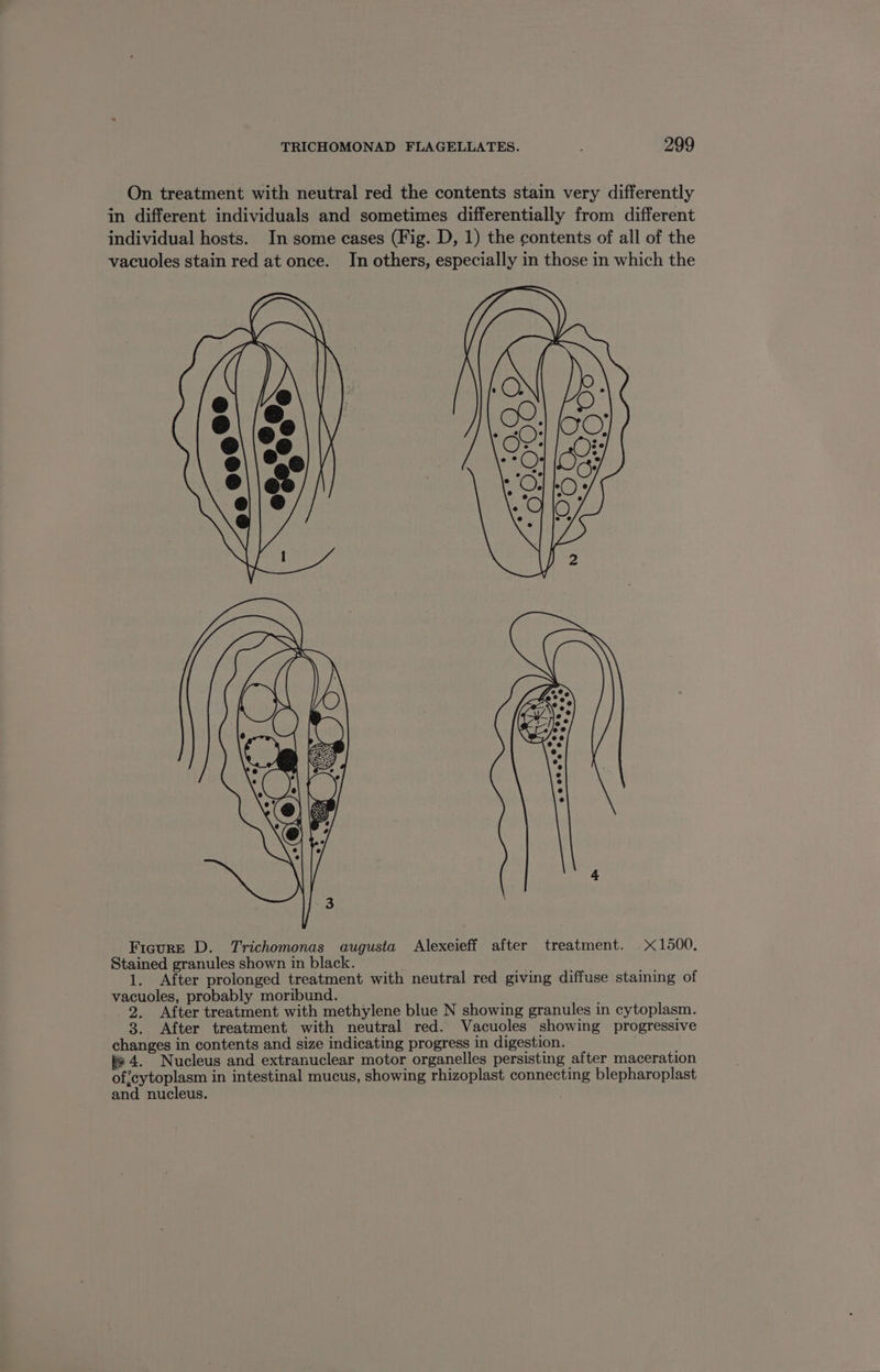 On treatment with neutral red the contents stain very differently in different individuals and sometimes differentially from different individual hosts. In some cases (Fig. D, 1) the contents of all of the vacuoles stain red at once. In others, especially in those in which the ee ee @ e,°2 e Sees Ficure D. Trichomonas augusta Alexeieff after treatment. Stained granules shown in black. ; 1. After prolonged treatment with neutral red giving diffuse staining of vacuoles, probably moribund. 2. After treatment with methylene blue N showing granules in cytoplasm. 3. After treatment with neutral red. Vacuoles showing progressive changes in contents and size indicating progress in digestion. te 4. Nucleus and extranuclear motor organelles persisting after maceration of;cytoplasm in intestinal mucus, showing rhizoplast connecting blepharoplast and nucleus.